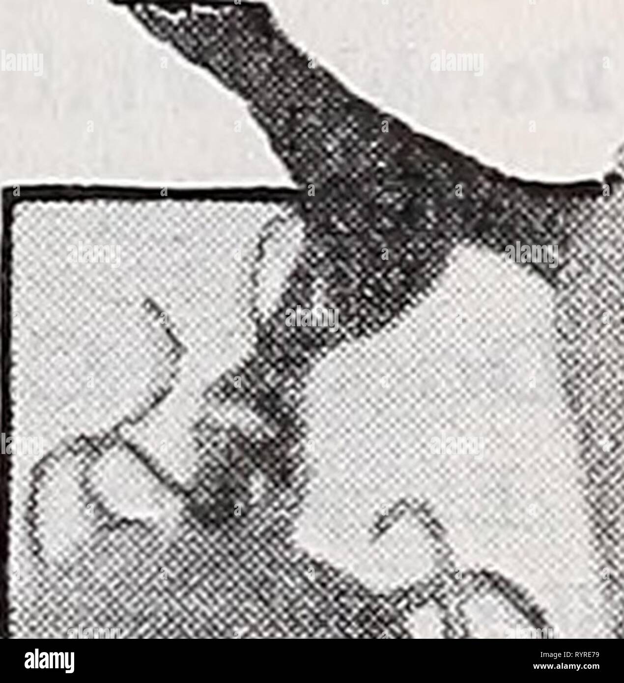 Dreer's novelties and specialties 1939 Dreer's novelties and