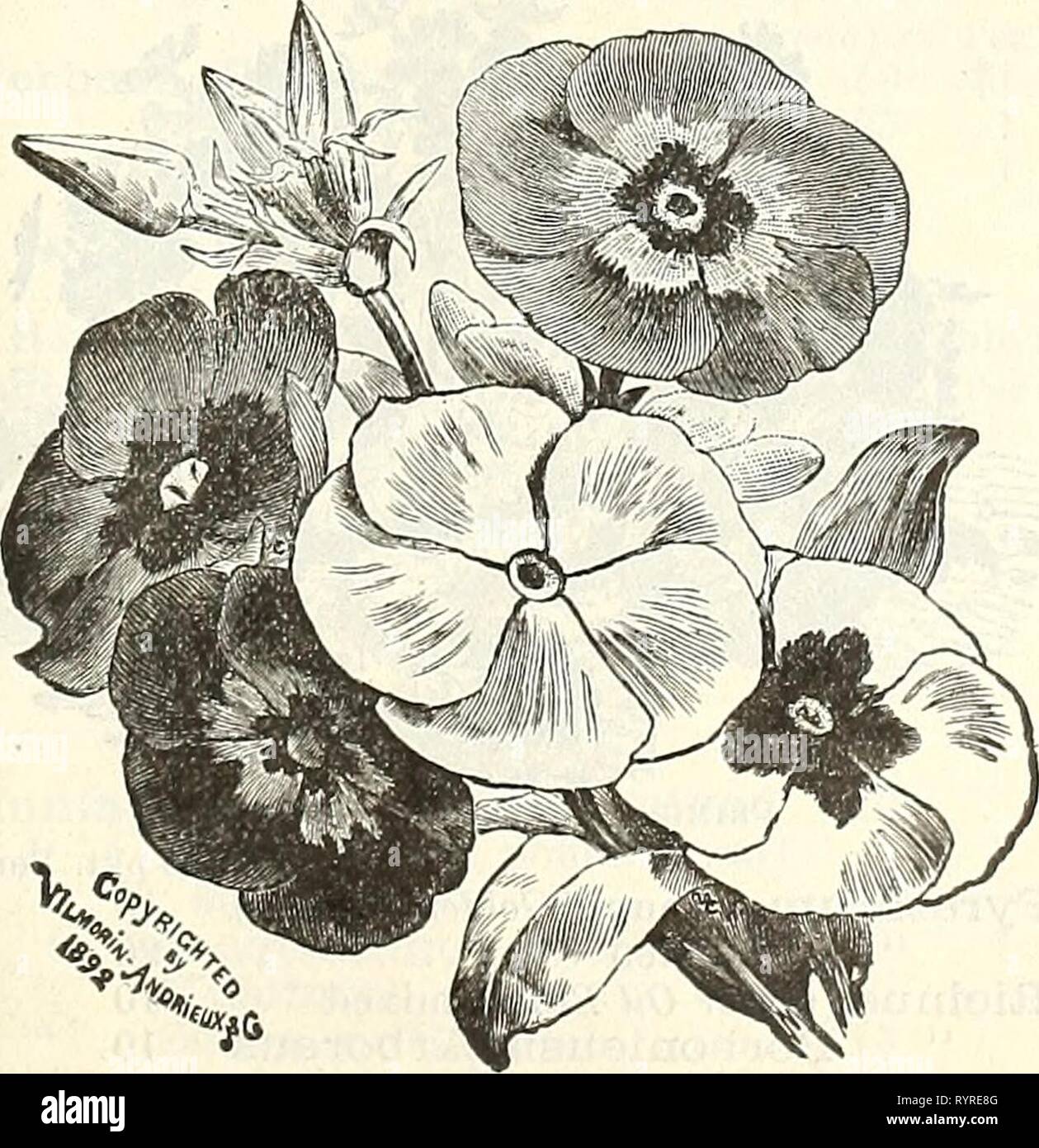 Dreer's quarterly wholesale price list Dreer's quarterly wholesale price list of seeds, plants &c. : spring edition April 1895 June . dreersquarterlyw1895henr 0 Year: 1895  SHiKLBY Poppy. Poppy, Double, American Flag. ' ' Golden Gate... ' ' Mikado ' ' Carnation Fid. mixed ' ' Pseony-Flowered.. â â¢ ' Single, Danebrog ' ' Flag of Truce ' ' Peacock ' ' Umbrosum Shirley ' ' Tulip (P. (jr/fattcMTw). . ' Iceland (P. Nudicaule) â mixsd Portulaca, double, mixed ' '' single mixed Trade pkt. 20 20 10 10 10 10 20 20 10 15 20 20 30 10 Per oz 00 00 30 15 15 20 00 00 30 50 80 00 00 25    Phlox Drummondii G Stock Photo