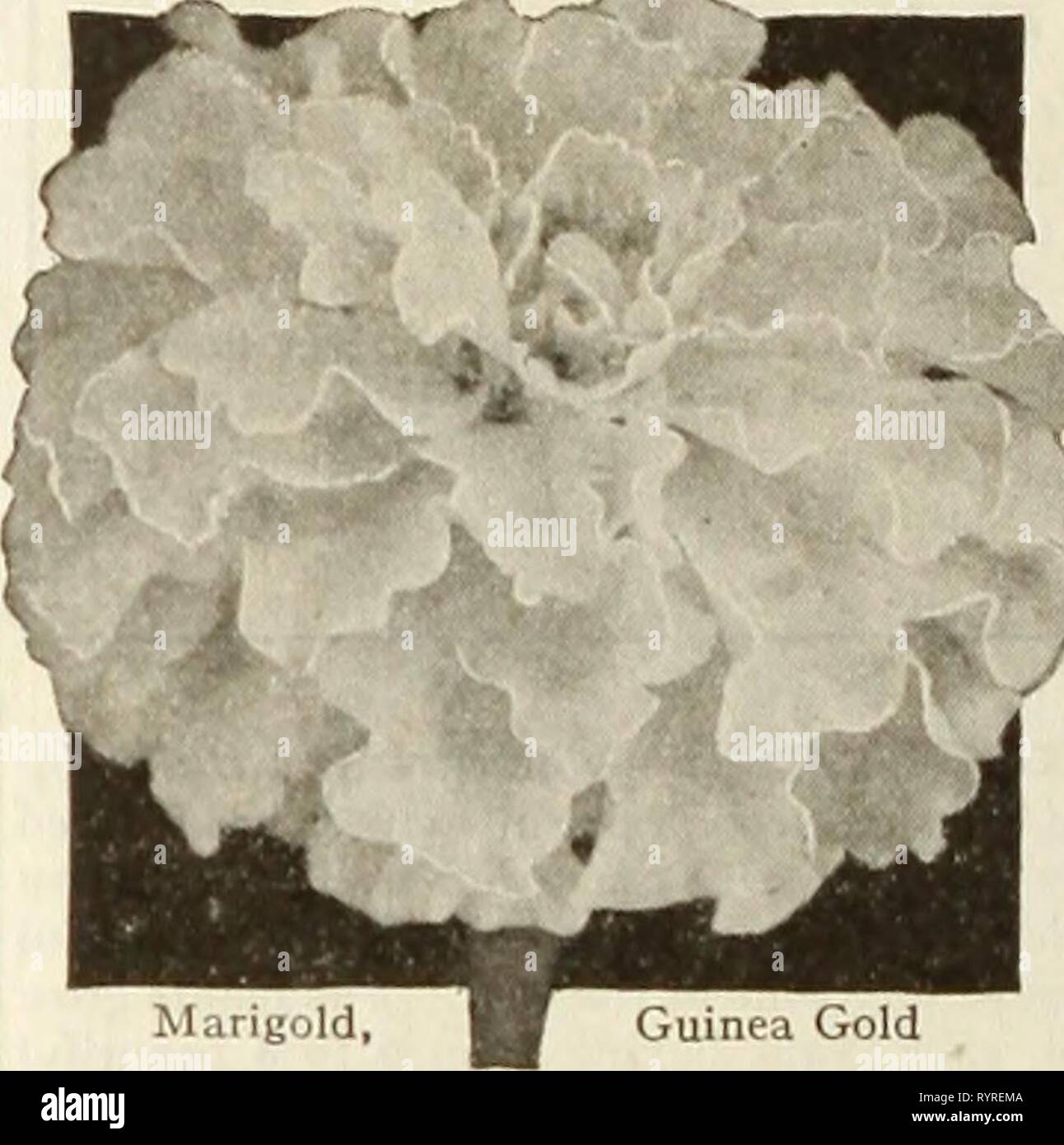 Dreer's seeds plants bulbs for Dreer's seeds plants bulbs for summer planting . dreersseedsplant1936henr Year: 1936  Linaria, Fairy Bouquet fall. 50c. Pkt. 15c; special pkt. LAXpinuS—Lupines ® Hartwegi. Very valuable as a cut flower producing splendid long spikes set with lovely small flowers which combine into a solid spire of color. The plants grow 2 feet high and yield a large quantity of splendid flowers for cutting. 3044 Rich Blue 3045 Sky Blue 3046 Rose 3047 White 3049 Lupine Collection. A ny of these: Pkt. 10c; •J oz. 25c; oz. 40c. One packet each of the 4 colors (value 40c) for 30c. 30 Stock Photo