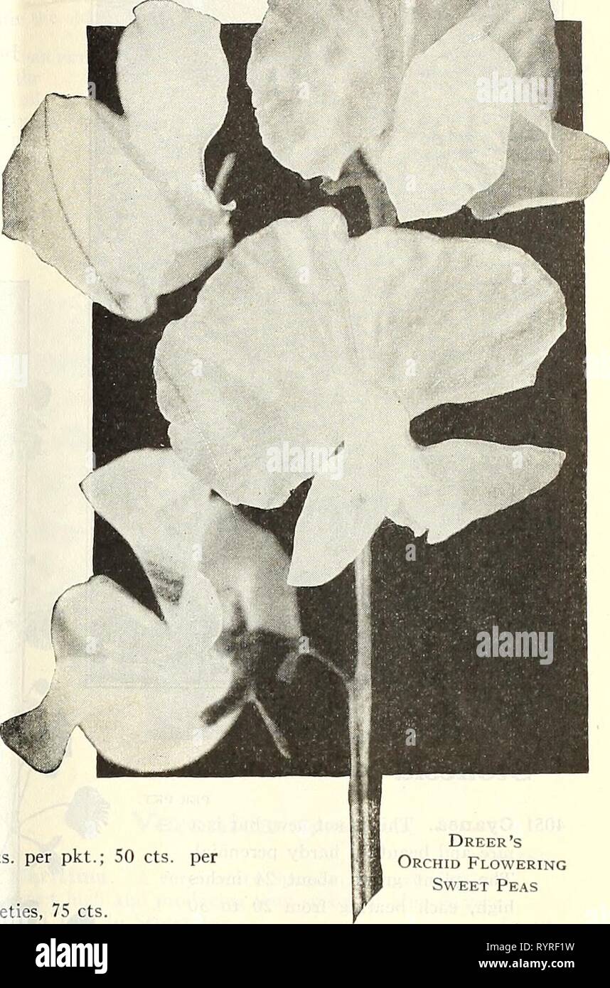 Dreer's mid-summer list 1928 (1928) Dreer's mid-summer list 1928 . dreersmidsummerl1928henr Year: 1928  DREER'S FLOWER SEEDS FOR SUMMER SOWING 19 EARLY-FLOWERING ORCHID OR SPENCER SWEET PEAS This new type is receiving great attention at tlie hands of the leading hybridizers, and already nearly all colors are represented. They are now very popular, and in great demand by commercial florists for forcing under glass for Winter and early Spring blooming, but are just as valuable for the amateur for outdoor culture, especially in the southern states, coming into flower five or six weeks earlier tha Stock Photo