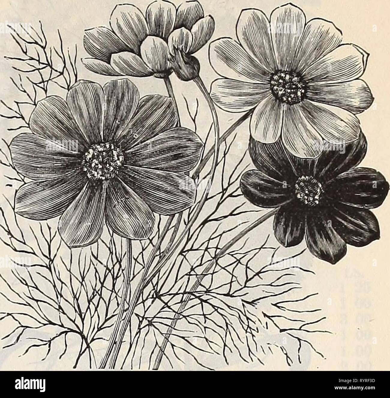Dreer's quarterly wholesale price list Dreer's quarterly wholesale price list : seeds plants bulbs tools fertilizers sundries &c . dreersquarterlyw1897henr Year: 1897  Cineraria—Drekr's Prize Dwakf. Carnation—{Continued). Carnation Marguerite. This beautiful race of Carnation has claimed the admira- tion of all who have grown it, flowering in four months after sowing the seed, beautiful colors and delicious clove perfume. Trade pkt. Peroz. Pure white $ 50 Bright Rose 50 Brilliant Scarlet 50 Crimson 50 Purple 50 Striped 50 Mixed 30 Celosia, Glasgow Prize, crimson, excellent for bedding 25 Queen Stock Photo