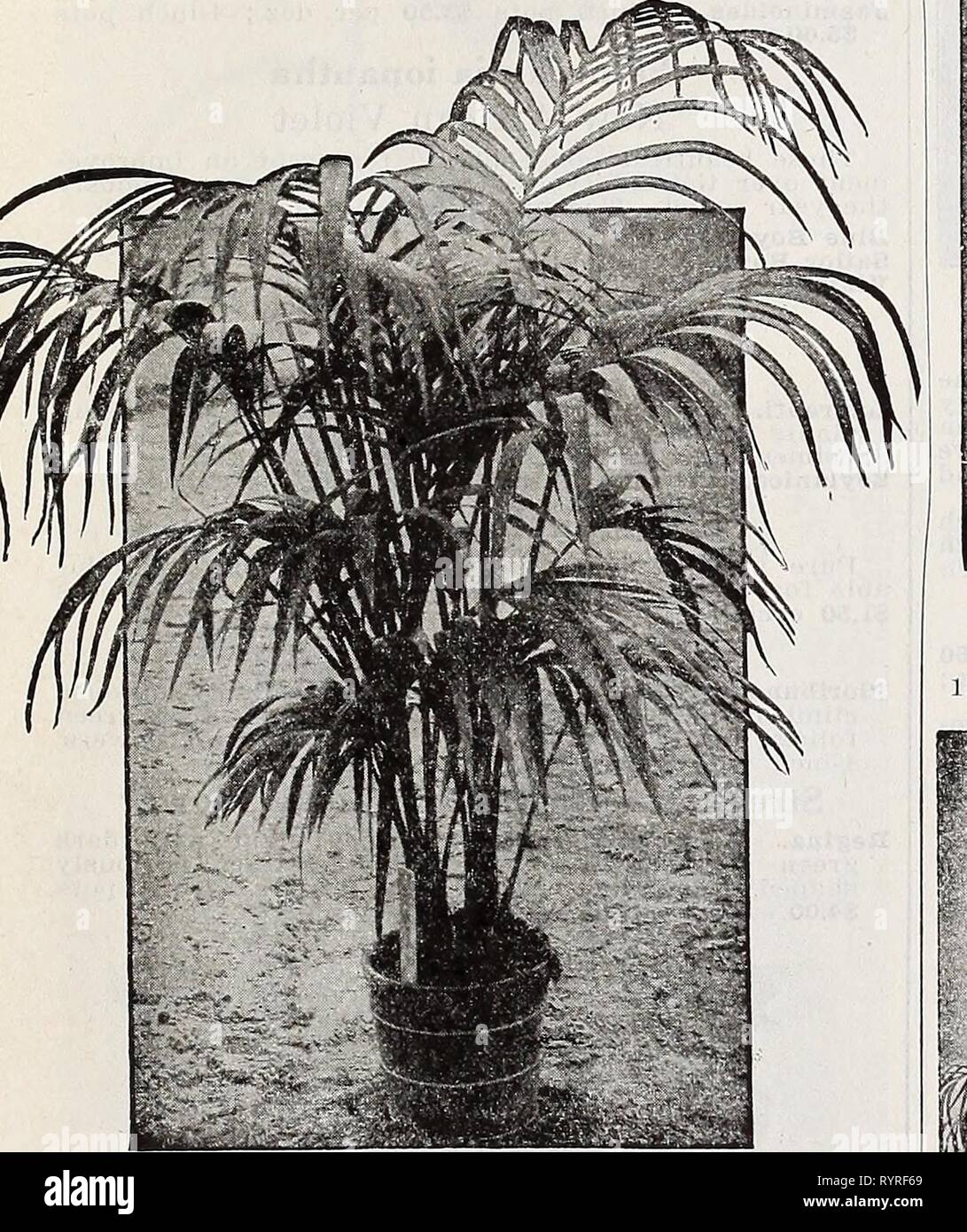 Dreer's wholesale catalog for florists Dreer's wholesale catalog for florists : autumn 1938 edition . dreerswholesalec1938henr Year: 1938  m ENRY A. DREER PALMS WHOLESALE CATALOG One of Our Leading Specialties Measurements of Palms as g'iven are from the top of pot or tub to top of plant in natural position. Areca lutescens 3-inch pots, bushy plants, 12 to 15 inches high $3.50 per doz.; $25.00 per 100. 4-lnch pots 60c each. 6-inch pots $2.00 each. 7-inch tubs, $4.00 each. Cocos Weddelliana 3-inch pots $4.50 per doz.; $35.00 per 100. Single Kentia Belmoreana 214-inch pots $3.00 per doz.; $20.00 Stock Photo