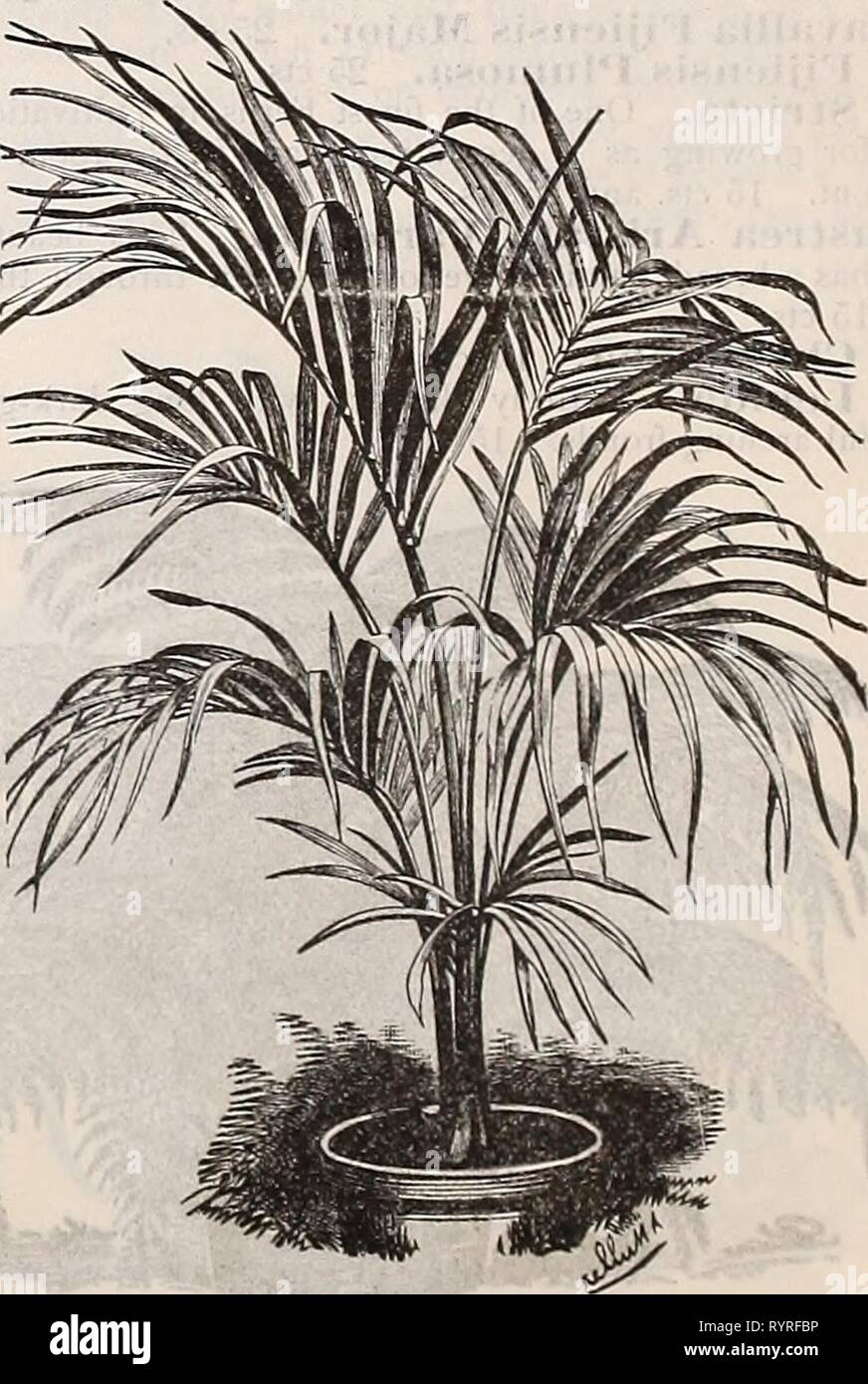 Dreer's mid-summer catalogue 1900  Dreer's mid-summer catalogue 1900 : pot grown strawberry plants seasonable plants seeds & sundries . dreersmidsummerc1900henr Year: 1900  ARECA BAUERI. Similar in general habit to Seaforthea Elegans, but hardier and with darker foliage and stems; 5-inch pots, 18 inches high. $1.00 each. ARECA VERSCHAFFELTII. A beautiful species with large pinnate leaves of a light green with creamy mid-rib and stems, while the trunk is bronzy pur- ple; 3-inch pots, 12 inches high. 50 cts. each. CALAMUS INTERMEDIUS. A tropical species, delighting in a high, moist atmosphere, f Stock Photo