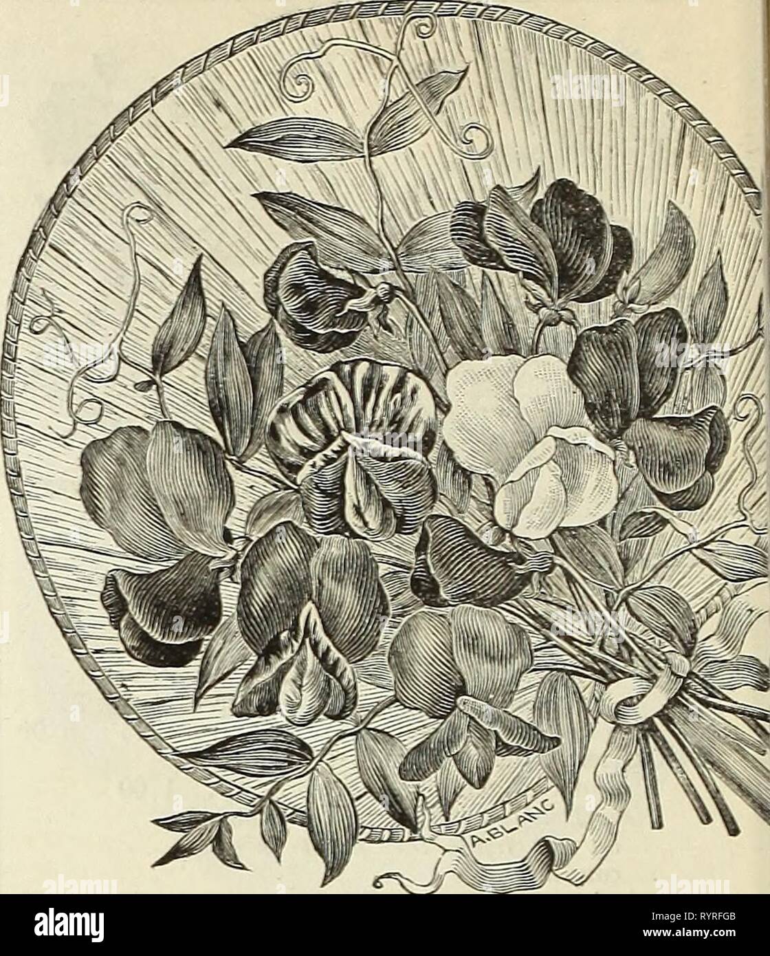 Dreer's quarterly wholesale list for Dreer's quarterly wholesale list for florists and market gardeners . dreersquarterlyw1889henr Year: 1889  :-H â¢&gt;! &gt; Vi y^%%%%%%%%F^i S Kicikcs, ob Castor Beans. Smllax. Trade pkt Per oz. Pyrethrumaureum, {GoldenFeather) 30 1 0C ' ' Golden Gem 30 - 1 25 ' laciniatum 30 2 0C Ricinus, {Castor Oil Bean), mixed.. 10 25 Queen of Cambodia {new). â 17 Salpiglossis, large flowering 15 Salvia splendens, {Scarlet Sage) 30 Scabiosa, Dwarf German, mixed... 10 Tall German, mixed 10 Dwarf, double white 10 Scnizanthus, choice mixed 10 Sensitive Plant 10 Smilax, ne Stock Photo