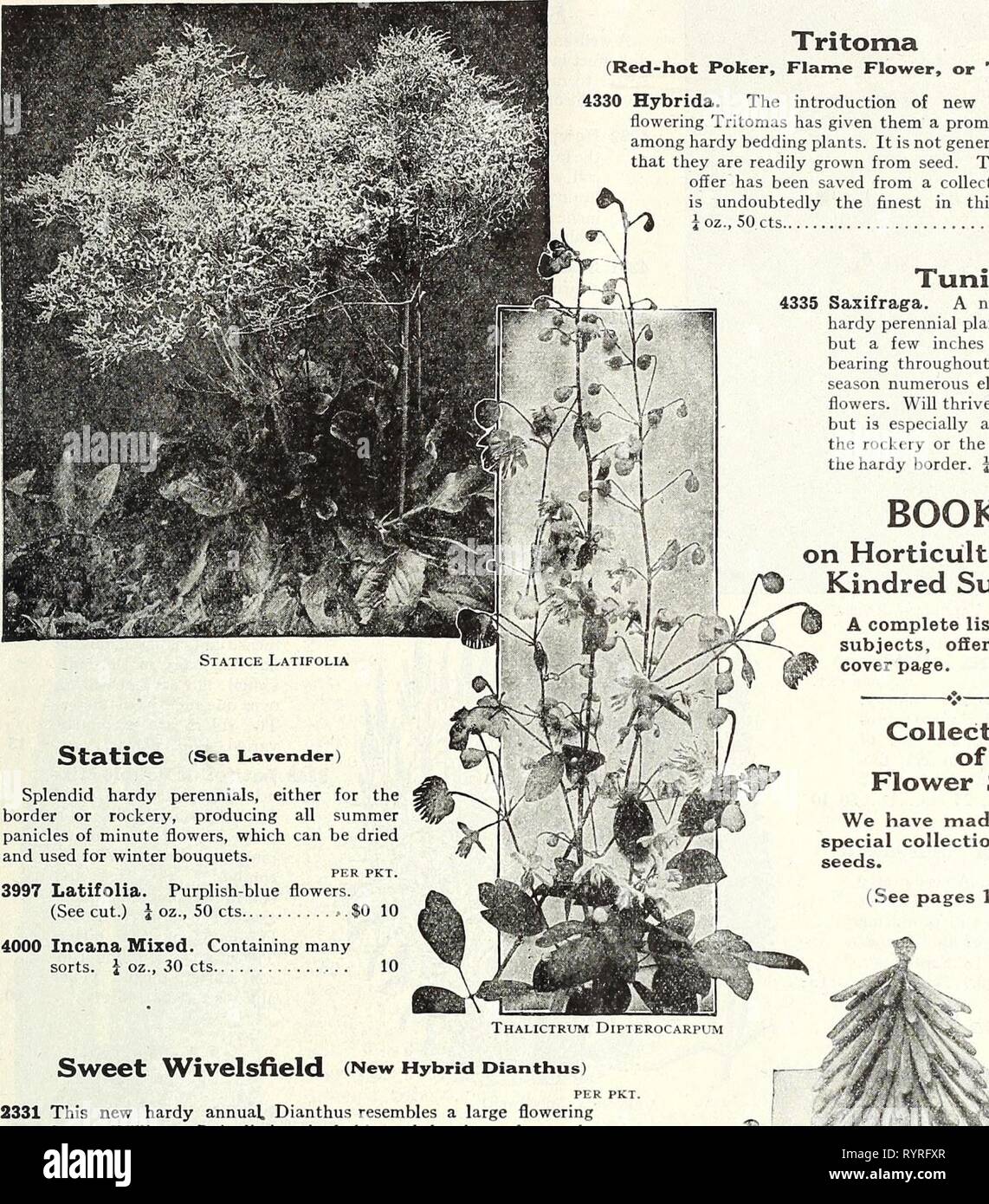 Dreer's midsummer list 1931 (1931) Dreer's midsummer list 1931 . dreersmidsummerl1931henr Year: 1931  DREER'S FLOWER SEEDS FOR SUMMER SOWING 21 (Red-hot Poker, Flame Flower, or Torch Lily) PER PKT. 4330 Hybrida. The introduction of new continuous waring Tritomas lias given them a prominent place among hardy bedding plants. It is not generally known that they are readily grown from seed. The seed we offer has been saved from a collection, which ^   is undoubtedly the finest in this country. i oz., 50 cts    15 Tunica 4335 Saxifraga. A neat, tufted hardy perennial plant, growing but a few inche Stock Photo