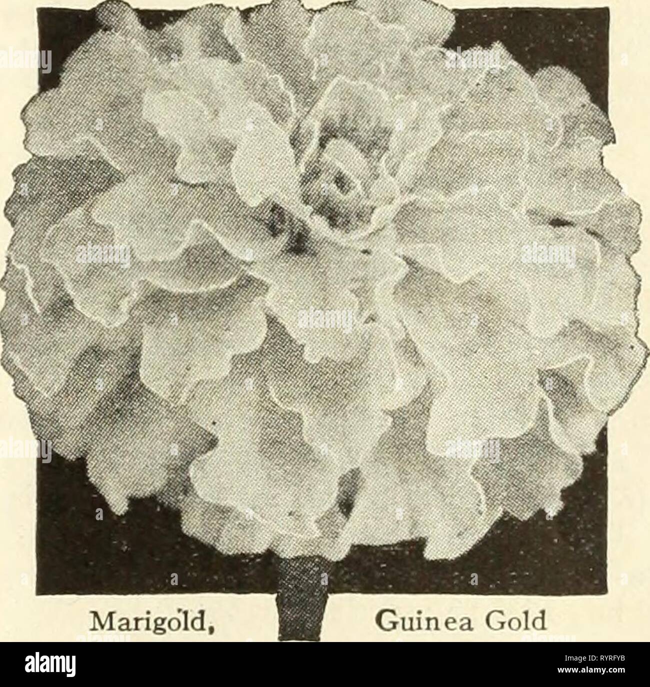 Dreer's midsummer list 1934 (1934) Dreer's midsummer list 1934 . dreersmidsummerl1934henr Year: 1934  FLOWER SEEDS FOR THE CONSERVATORY AND GREENHOUSE 19 Didiscus—B/uc Lace Flower ® 2351 CoeruleuS. An interesting annual used extensively for early spring flowering in a cool greenhouse. Exquisite pale lavender blooms in showy umbels. Pkt. 15c; special pkt. 40c. Gerhera—Transvaal Daisy 2535 Jamesoni Hybrids. A most unusual and very beautiful daisy-like flower from South Africa. The blooms measure up to 4 inches across. Includes many lovely shades. Fine for cutting. Pkt. 25c; 100 seeds 75c. Grevil Stock Photo
