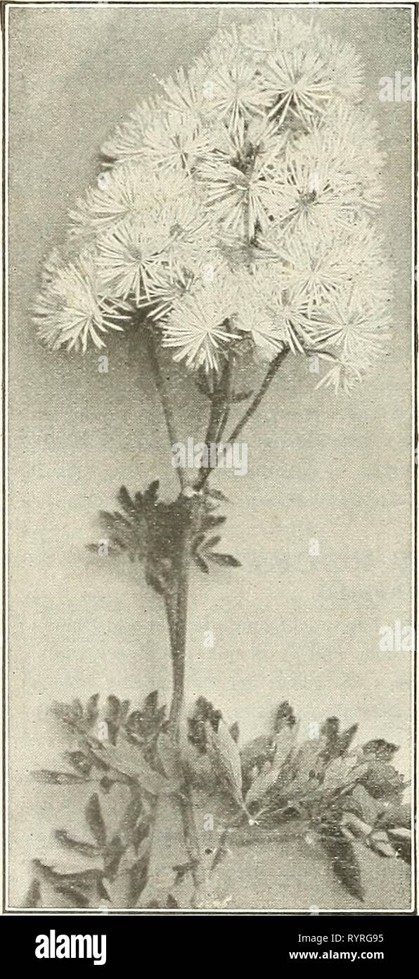 Dreer's mid-summer list 1922 (1922) Dreer's mid-summer list 1922 . dreersmidsummerl1922henr Year: 1922  Double and Single Sweet William    Thalictrum (Meadow Eue) TRITOMA (Red-hot Poker, Flame Flower, or Torch Lily) pebpkt. 4330 Hybrida. The introduction of new, continuous flowering Tritomas has given them a prominent place among hardy bedding plants. The seed we offer has been saved from a fine collection. 2 pkts., 25 cts 15 TUNICA 4335 Saxifraga. A neat, tufted hardy perennial plant, growing but a few inches high, and bearing throughout the entire season numerous elegant pink flowers. Will t Stock Photo