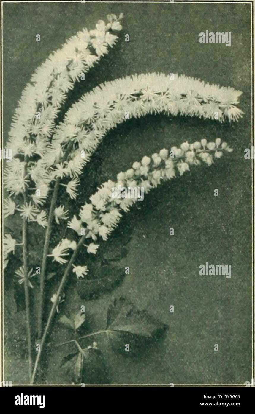 Dreer's seasonable specialties for florists Dreer's seasonable specialties for florists including flower seeds, bulbs decorative plants for Easter hardy plants, et. etc . dreersseasonable1915henr Year: 1915  ASTILBE ARENDSI CIMICIFUGA SIMPLEX Anthericum (St. Bruno's Lily). Llllastrum Qleanteum. A giant-flowerinK form of the St. Bruno's Lily, producingr in May strong spikes of large white flowers, which forcibly remind one of a miniature form of the Lilium Candidum or Madonna Lily. A very attractive hardy plant. 12.00 per doz.; tlS.OO per 100. Arabis Alpina Flore Plena. A most distinct and pret Stock Photo
