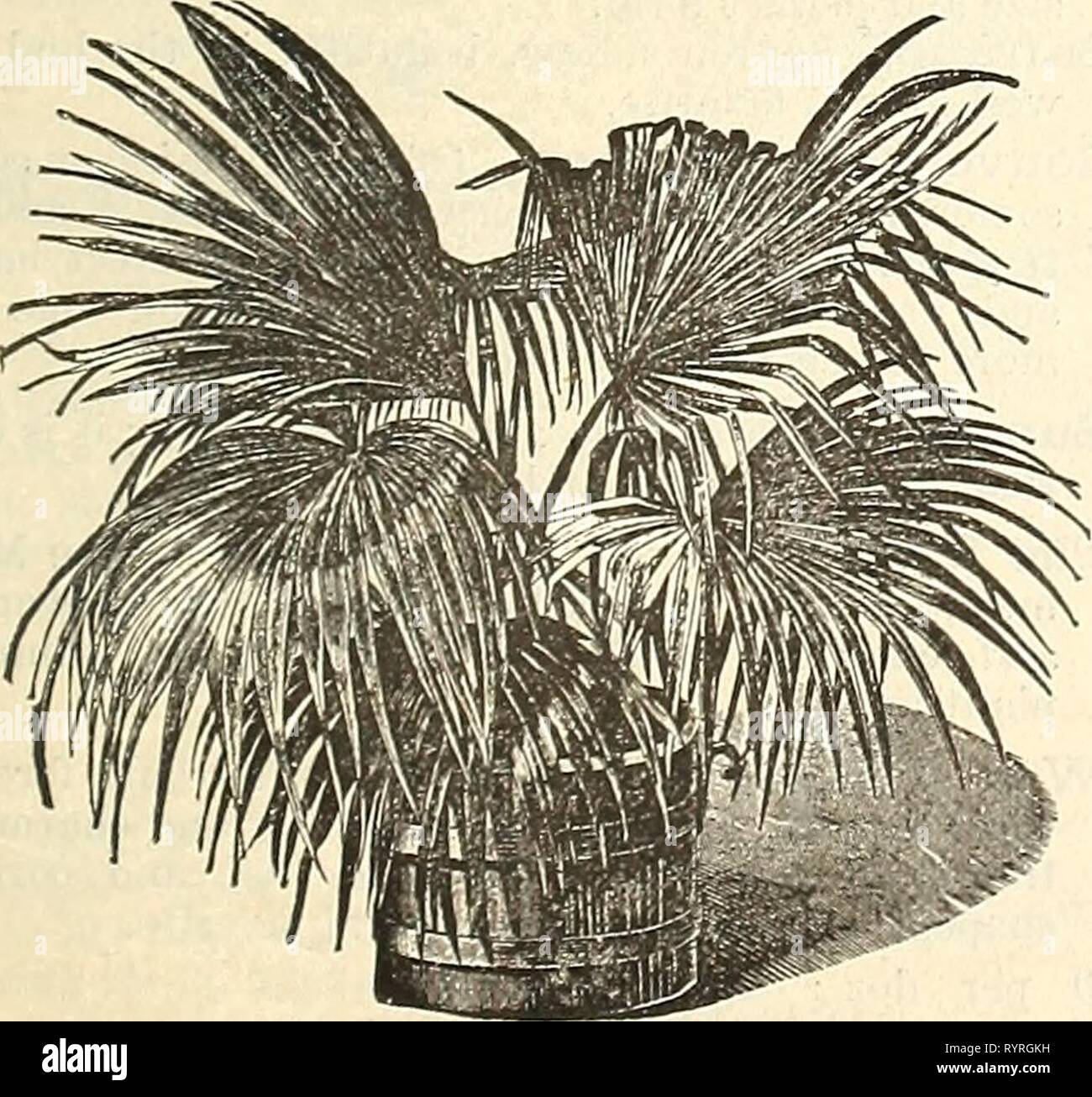 Dreer's mid-summer list (1891) Dreer's mid-summer list . dreersmidsummerl1891henr Year: 1891  Chamserops Excelsa. A handsome Fan Palm, of rapid, easy culture. 50 cts. Cocos Weddelliana. The most relegant and graceful of all the smaller Palms. The Cocos are admirable for fern dishes, as they are of slow growth and maintain their beauty for a long time. 50 cts. to fl.OO each. Cocos Weddelliana. Areca Sanderiana. A beautiful new species, with deep glossy green foliage and red stems. 51.50 to $3.00 each. Areca Sapida. A strong upright growing variety with dark green feathered foliage. $1.00 to $3. Stock Photo