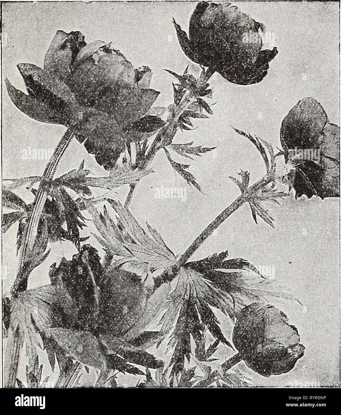 Dreer's novelties and specialties for Dreer's novelties and specialties for 1937 . dreersnoveltiess1937henr Year: 1937  HENRY A. DREER, Philadelphia, Pa.    Trollius—Globeflower ® Desirable free-flowering plants with large, strong-stemmed Buttercup-like blossoms ranging from pale yellow to deep orange. May and June. Europaeus superbus. 2 ft. Glorified globe-shaped Buttercups. Waxy lemon yellow. Ledebouri, Golden Queen. 2 ft. A magnificent variety with beautiful rich golden yellow blooms during July and August. Each 50c; 3 for $1.40; 12 for $5.50. Meteor. 3 ft. Very large, deep rich orange. Ora Stock Photo