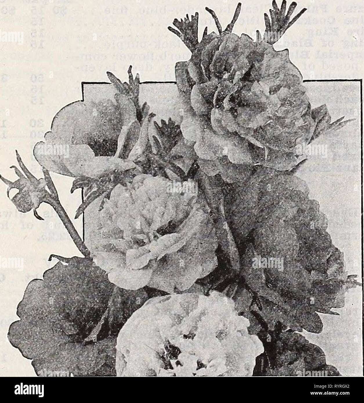 Dreer's wholesale catalog for florists Dreer's wholesale catalog for florists and market gardeners : 1939 winter spring summer . dreerswholesalec1939henr Year: 1939  • HENRY A. DREER Annual Flower Seeds WHOLESALE CATALOG Single Annual Shirley Poppies Tr. pkt. American Legion, The Improved English Scarlet or Flanders Poppy. Color bril- liant orange-scarlet $0 10 Apricot. Rich deep apricot 15 Blue Shades. Various shades of blue... 10 Salmon Pink. An exquisite shade 10 'White. Satiny pure white petals 10 Wild Rose Pink. An exquisite rich pink. . 15 Shirley, Mixed. Finest mixed colors. %%%%%%%% lb Stock Photo