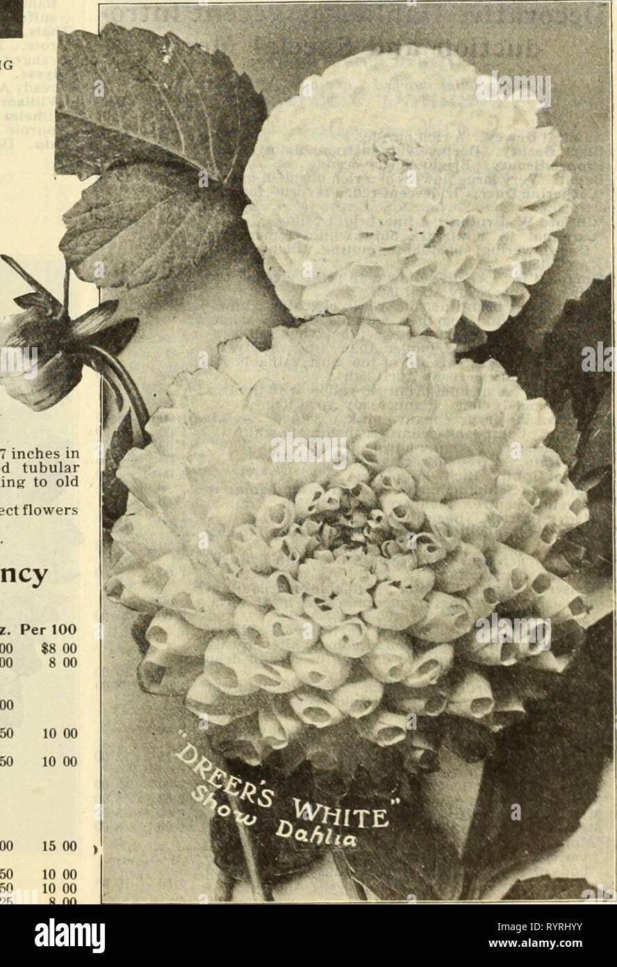 Dreer's wholesale price list of Dreer's wholesale price list of seeds plants and bulbs for florists : fertilizers, insecticides, tools and sundries . dreerswholesalep1912henr 1 Year: 1912  Double Show and Fancy Dahlias—Continued. Per doz. Per 100 Frank Smith. Intense maroon ; each petal tipped »white tl 50 $10 00 dettysburg. Large, bright, rich scarlet ..... l 50 10 00 *Orand Duke Alexis. Large, massive flowers, ivory- white, with a faint tinge of rose at the extremities of the petals 1 50 Hero. Aniline-red of fine shape 1 50 Isis (New). Flower of immense size, orange-scarlet suffused with car Stock Photo