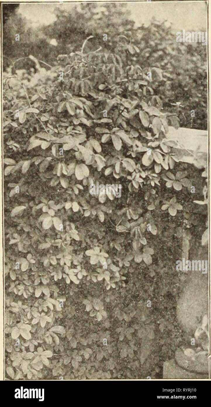 Dreer's mid-summer catalogue 1913 (1913) Dreer's mid-summer catalogue 1913 . dreersmidsummerc1913henr Year: 1913  AKEBIA QUINATA CLEMATIS PANICULATA Ampelopsis Tricolor (Vltis heterophylla varlesrata). A beautiful and desirable climber, with fine dark green foliage, wonderfully variegated with white and pink; during the late summer and fall the plant is liberally covered with attractive small berries of a peculiar lustrous metallic peacock blue color; highly useful for trailing over rocks or for a low trellis. 25 cts. each; $2.50 ner doz. Aristolochia Sipho (Dutchman's Pipe vine). A vigorous a Stock Photo