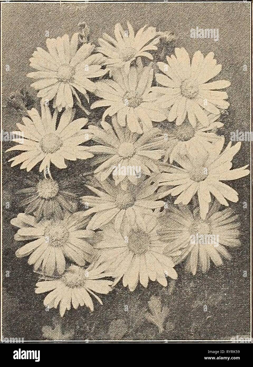 Dreer's wholesale catalog for florists Dreer's wholesale catalog for florists and market gardeners : 1942 winter spring summer . dreerswholesalec1942henr Year: 1942  Cerastium tomentosum Cerastium—Snow in Summer Tomentosum. A desirable low-growing plant with silvery foliage and white flowers in June. Suitable for the rockery or for carpeting dry, sunny spots or for covering graves. Trade pkt. 25c; oz. $1.25. Cheiranthus These are biennials. Very effective in the rockery or front of border. Allioni (Siberian 'Wallflower). Brilliant orange flowers. Trade pkt. 10c; oz. 30c; 14 lb. $1.00. —Golden  Stock Photo