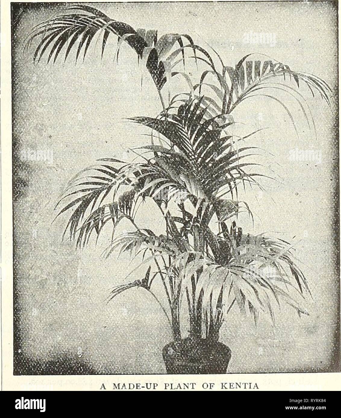 Dreer's wholesale price list  Dreer's wholesale price list : seeds for florists plants vegetable seeds, tools, fertilizers, sundries, etc . dreerswholesalep1908henr 1 Year: 1908  PHCENTX CANARIENSIS Phoenix Reclinata. 6-inch pots, 18 to 20 inches high, 85 cents each ; $9.00 per dozen. 8 ' tubs, 24 ' ' $2.00 each. Pinanga Kuhlii. Good 4-inch pot plants of this rare Palm, 15 in. high, 75 cts. each. Rhopaloblaste Hexandra. A rare Palm with very graceful foliage, somewhat like Cocos Wed- deliana in general appearance. Very handsome. 3-inch pots, 12 in. high, $1.00 each. Stevensonia Grandifolia. A  Stock Photo
