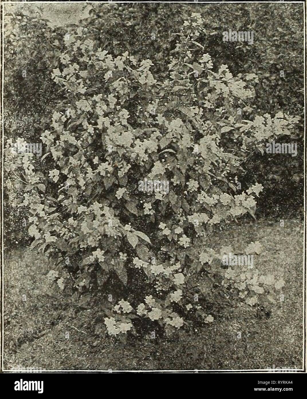 Dreer's mid-summer catalogue 1916 (1916) Dreer's mid-summer catalogue 1916 . dreersmidsummerc1916henr Year: 1916  Japanese Maples Ligustrum Ovalifolium Aureum (Golden-leaved Privet). A beautiful golden variegated form and very effec- tive for associating with other dwarf shrubs, 35 cts. each, Lonicera Tatarica {Tartarian Honeysuckle.) .Pink flowers, contrasting beautifully with the foliage; blooms in June. 35 cts. each. — Virginalis alba. A creamy white-colored variety of the above, flowering during May and June. 35 cts. each. Magnolia Alba Superba. A very choice variety, bearing snow-white fl Stock Photo