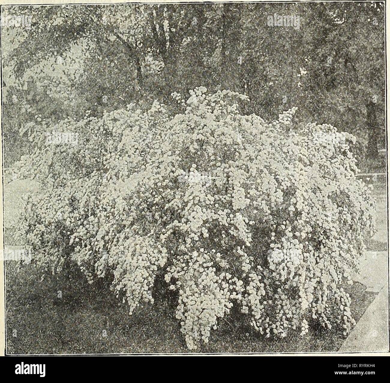 Dreer's mid-summer catalogue 1916 (1916) Dreer's mid-summer catalogue 1916 . dreersmidsummerc1916henr Year: 1916  Viburnum CAKrEsu Viburnum Carlesi. (New.) An introduction from Korea, producing its delicately spice-scented flowers in May and June. The buds before expanding are of an attractive pink color and develop into Bouvardia-like umbels of white flowers, which last in fresh condition for a long time; entirely distinct and most desirable, f 1.00 each. — Opulus {HighBush Cranberry). The white flowers in June are followed in Autumn by bright scarlet berries, which are very attractive until  Stock Photo