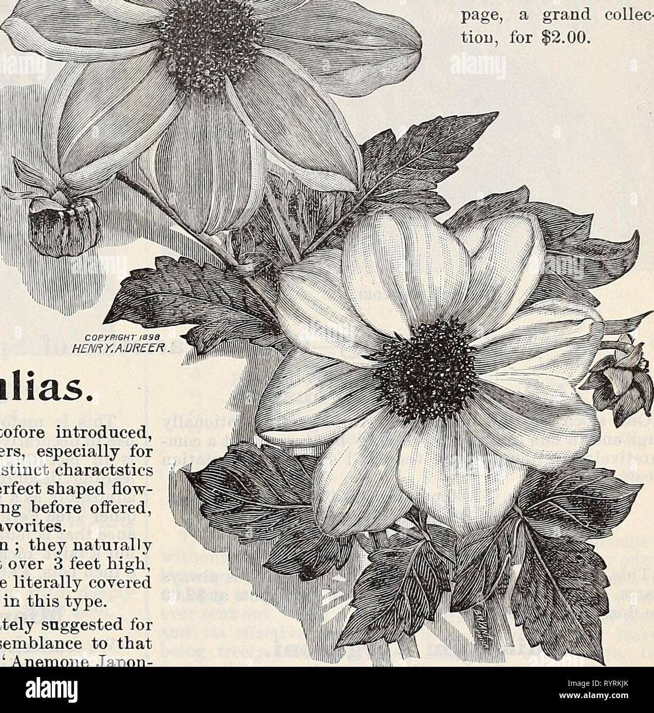Dreer's quarterly wholesale price list Dreer's quarterly wholesale price list of reliable seeds, plants, bulbs &c . dreersquarterlyw1899henr Year: 1899  DREER'S WHOLESALE PRICE LIST. 31 Ten Choice Single Dahlias Dearest. White edged buff, very dis- tinct. Edina. A beautiful fancy variety, flow- ers pure white, with yellow disc around base of petals, spotted and veined crim- son. Juno. White, tipped lavender ; yellow disc. John DowTiie. Intense glowing crim- son-scarlet Miss Roberts. Fine large yellow. Painted Lady. Crimsou-pink, striped darker. Paragon. Dark maroon, edged purple , Serratipetal Stock Photo