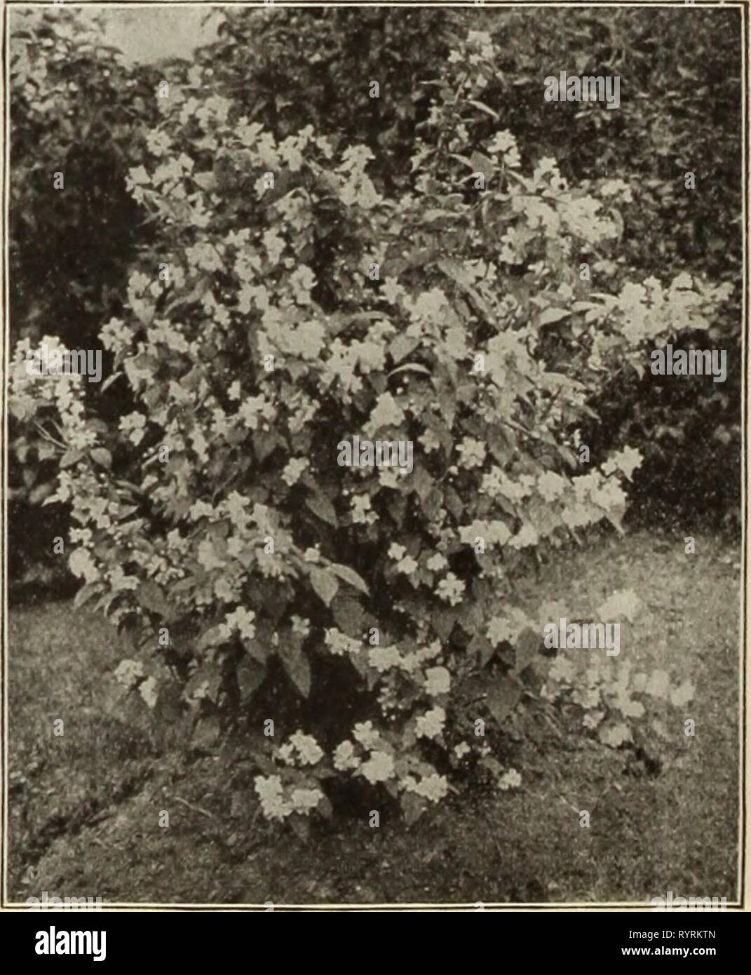 Dreer's mid-summer catalogue 1915 (1915) Dreer's mid-summer catalogue 1915 . dreersmidsummerc1915henr Year: 1915  Japanese Maples. Ligustrum Ovaiifolium Aureum ( 0olden-leaved Privet). A beautiful golden variegated form and very efTective for associating witli other dwarf shrubs. 35 cts. each. Lonicera Tartarica ( 7Vn7nr)V7H fT'inei/nucklr). Pink flow- ers, contrasting beautifully with the foliage; bloani&gt; in June. 3-5 cts. each. — Virginalls alba. A creamy-white coloied variety of ihe above, flowering during May and June. 35 cts. each. JVlagnolia Alba Superba. .- very choice variety, bear Stock Photo