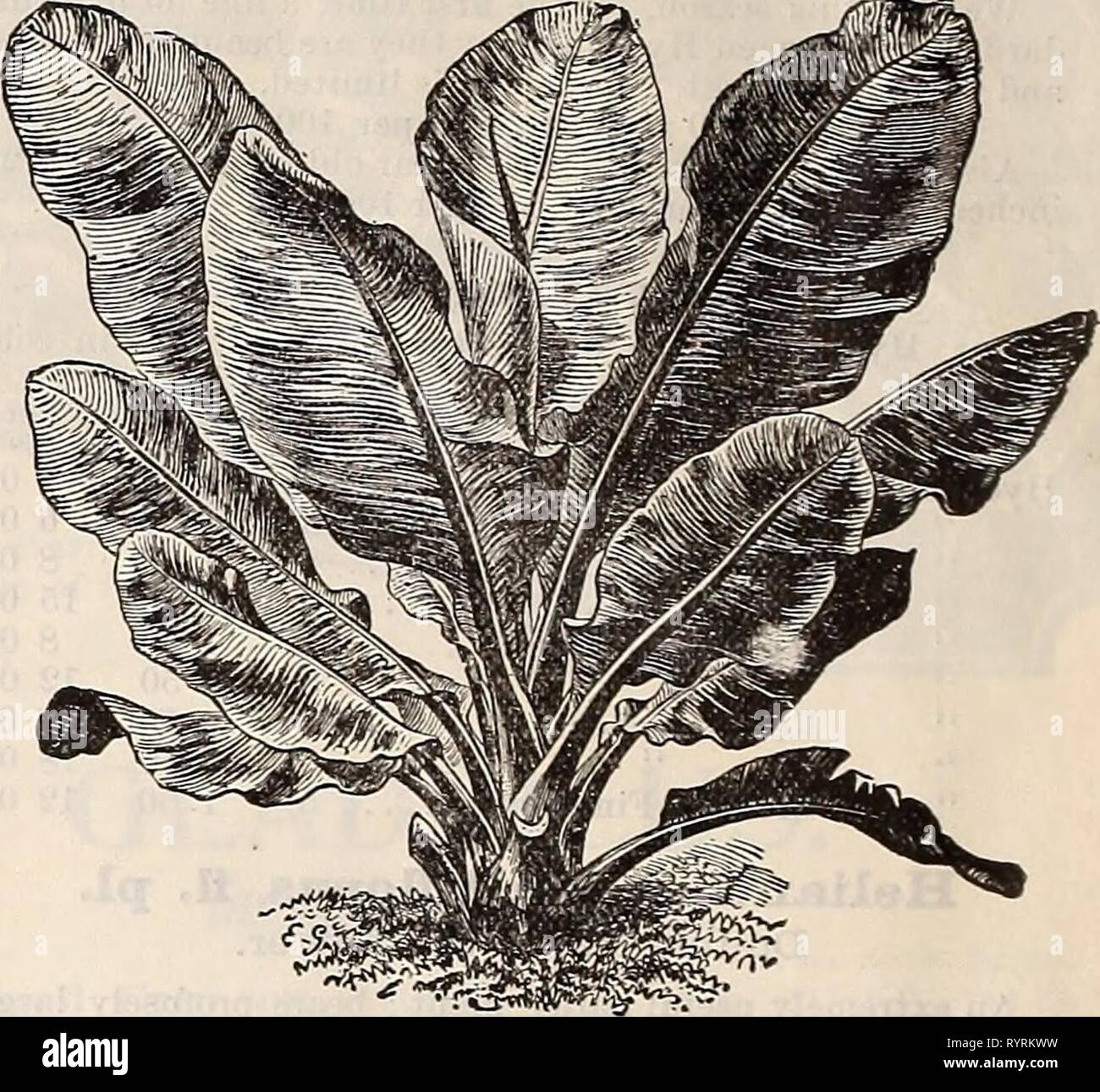 Dreer's quarterly wholesale price list Dreer's quarterly wholesale price list of seeds, plants &c. : winter edition January 1896 March . dreersquarterlyw1896henr 1 Year: 1896  Lychnis, Plexissiha Semperflokens.    Musa Ensete. Mnsa Ensete. Abyssinian Banana. The leaves of this magnificent plant are long, broad and massive, of a beautiful green, with a broad crimson midrib ; the plant grows luxuriantly from 8 to 12 feet high, producing a tropical effect. Strong 5 inch pots, 50 cents each. Otaheite Orange. We offer a fine lot of these in strong plants, which should fruit freely the coming season Stock Photo