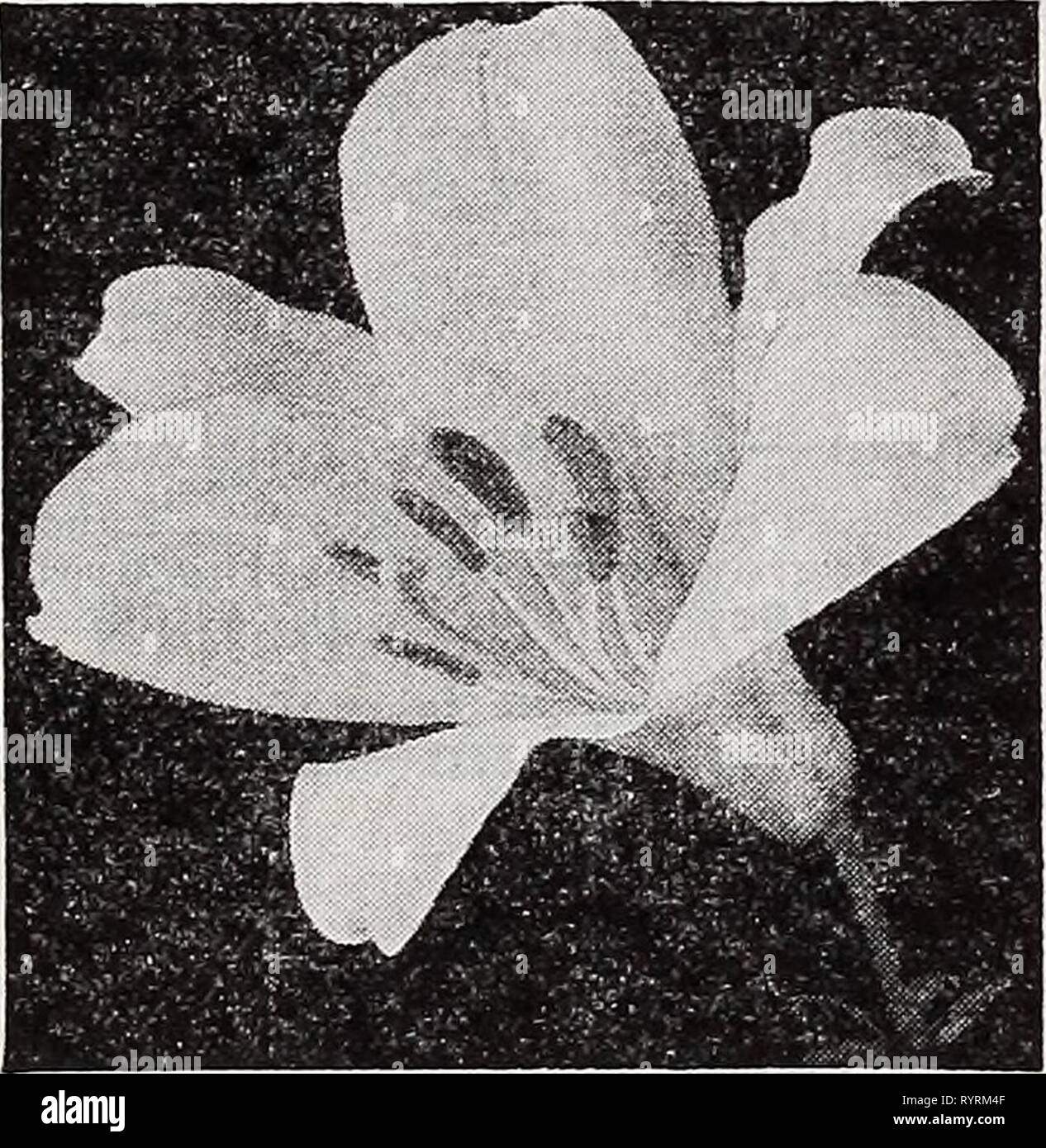 Dreer's wholesale catalog for florists Dreer's wholesale catalog for florists and market gardeners : 1940 winter spring summer . dreerswholesalec1940henr Year: 1940  HENRY A. DREER, Inc. Perennial Flower Seeds WHOLESALE CATALOG Incarvillea—Hardy Gloxinia Delavayl. A showy plant for the hardy border produc- ing large Gloxlnla-like rose-colored flowers on 15 to 18-inch high stems during June and July. Should be well protected with leaves or litter during the winter. Trade pkt. 50c; oz. $4.00. Japanese Iris Kaeiupferl (Japanese Iris). The seeds we offer have been saved from an unrivaled collectio Stock Photo