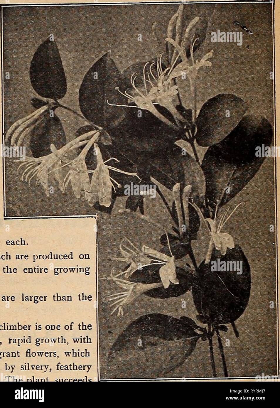 Dreer's mid-summer list 1917 (1917) Dreer's mid-summer list 1917 . dreersmidsummerl1917henr Year: 1917  38 HENRY A. DREER, PHILADELPHIA—HARDY CLIMBERS HARDY CI.EMATIS. Coccinea. Handsome bell-shaped flowers of a bright coral-red color from June until frost. 25 cts. each; $2.50 per doz. Crispa. Bears an abundance of pretty bell-shaped, fragrant, lav- ender flowers, with white centre, from June until frost. 25 cts. each; $2.50 per doz. Montana Qrandiflora, Of stronger growth than any other Clematis, and succeeds under the most adverse conditions, and is perfectly hardy. Its flowers, which resemb Stock Photo