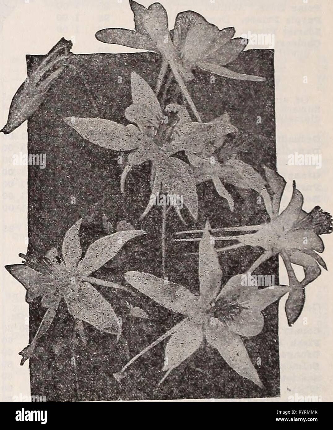 Dreer's wholesale catalog for florists Dreer's wholesale catalog for florists : winter - spring - summer 1938 . dreerswholesalec1938henr 0 Year: 1938  Anchusa Itallca, Dropmore Variety Anchusa—Alkanet, Bugloss Itallca, Dropmore Variety. Grows 3 to 5 feet high. Bears during May and June In abundance flowers of the richest Gentian blue. Trade pkt. 15c; oz. 50c. Itallca Ziissadell, An Improved form of the Dropmore variety. Of strong, vigorous growth, about 6 feet high. Showy sprays of extra large, clear Gentian blue flowers. Trade pkt. 15o; oz. 60o; %%%%%%%% lb. $2.00. Anchusa myosotidiflora A di Stock Photo
