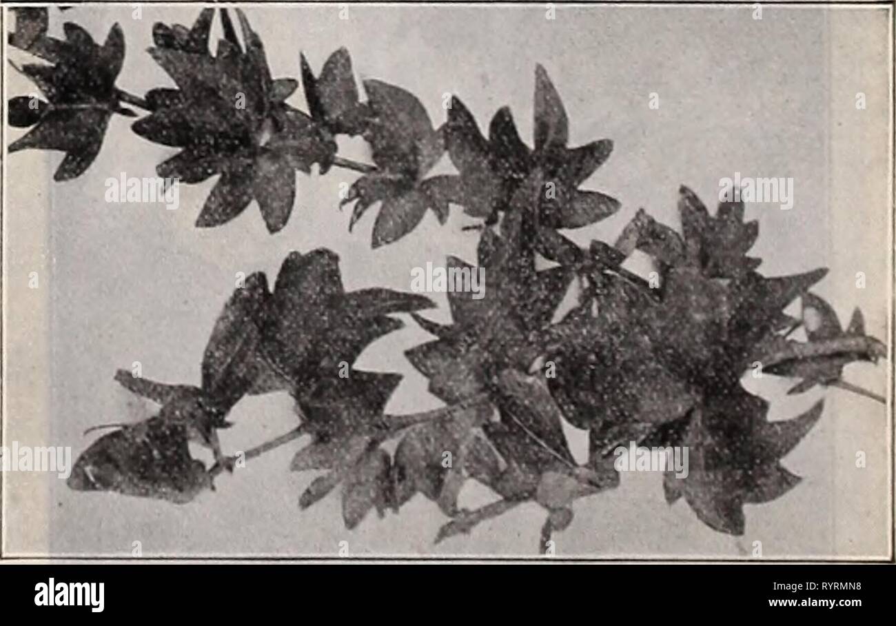 Akebia quinata pot hi-res stock photography and images - Alamy