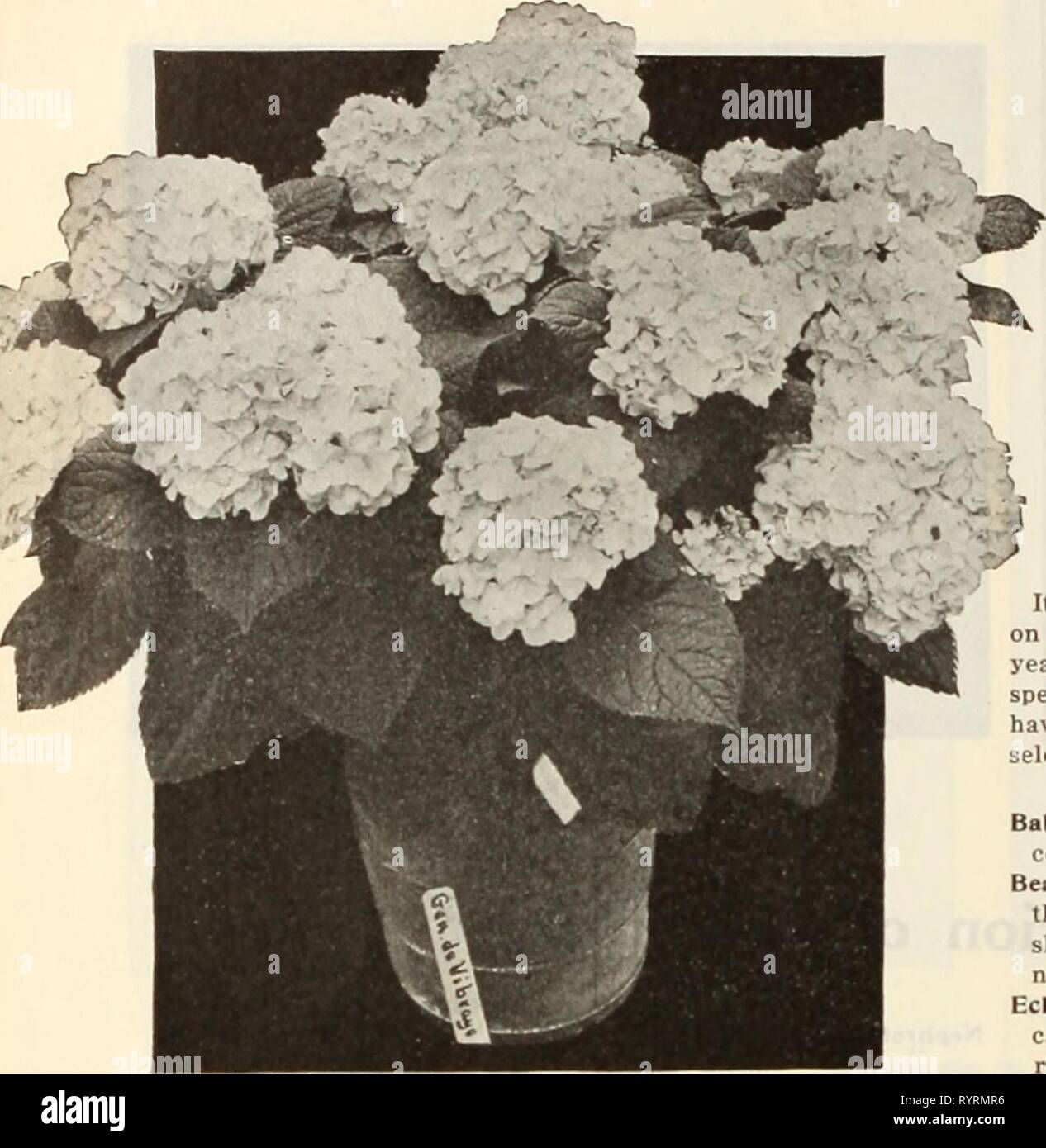 Dreer's wholesale price list of Dreer's wholesale price list of seeds, plants, bulbs, etc . dreerswholesalep1915henr 1 Year: 1915  38 HENRY A. DREER, PHILADELPHIA, PA., WHOLESALE PRICE LIST    NEW FRENCH HYDRANGEA Lille Moultlere. Similar to but distinct from Eclaireur, a brisbt carmine-rose. Louis Moulllere. A very distinct and valuable variety, a fine shade of deep rosy pink frinsred florets in trusses of immense size. Mme. Aueuste Nonln. An unusually attractive pretty pale pink in heads of larcre size. Mons. Qhys. Very vigorous trrowine and extremely free-flower- ine with large trusses of p Stock Photo