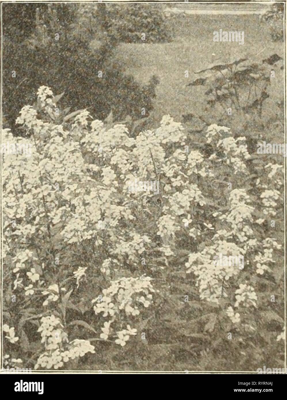 Dreer's mid-summer catalogue 1913 (1913) Dreer's mid-summer catalogue 1913 . dreersmidsummerc1913henr Year: 1913  Sweet Rocket (Ilesperis). Per pkt. Old-fashioned hardy garden plant, also known as Dame's Rocket and Dame's Violet; grows 2 to 3 feet high and bears showy white, lilac and purple fragrant flowers. Mixed colors. Fer oz., 30 cts. 5 Tritoma. Hybrida (Red-Hot PoUer. Flame Flower or Torch Lilii) Saved from our own collection, which is undoubtedly the finest in this country Tunica. Saxifraga. A neat, tufted hardy perennial plant, growing but a few inches high and bearing throughout the e Stock Photo