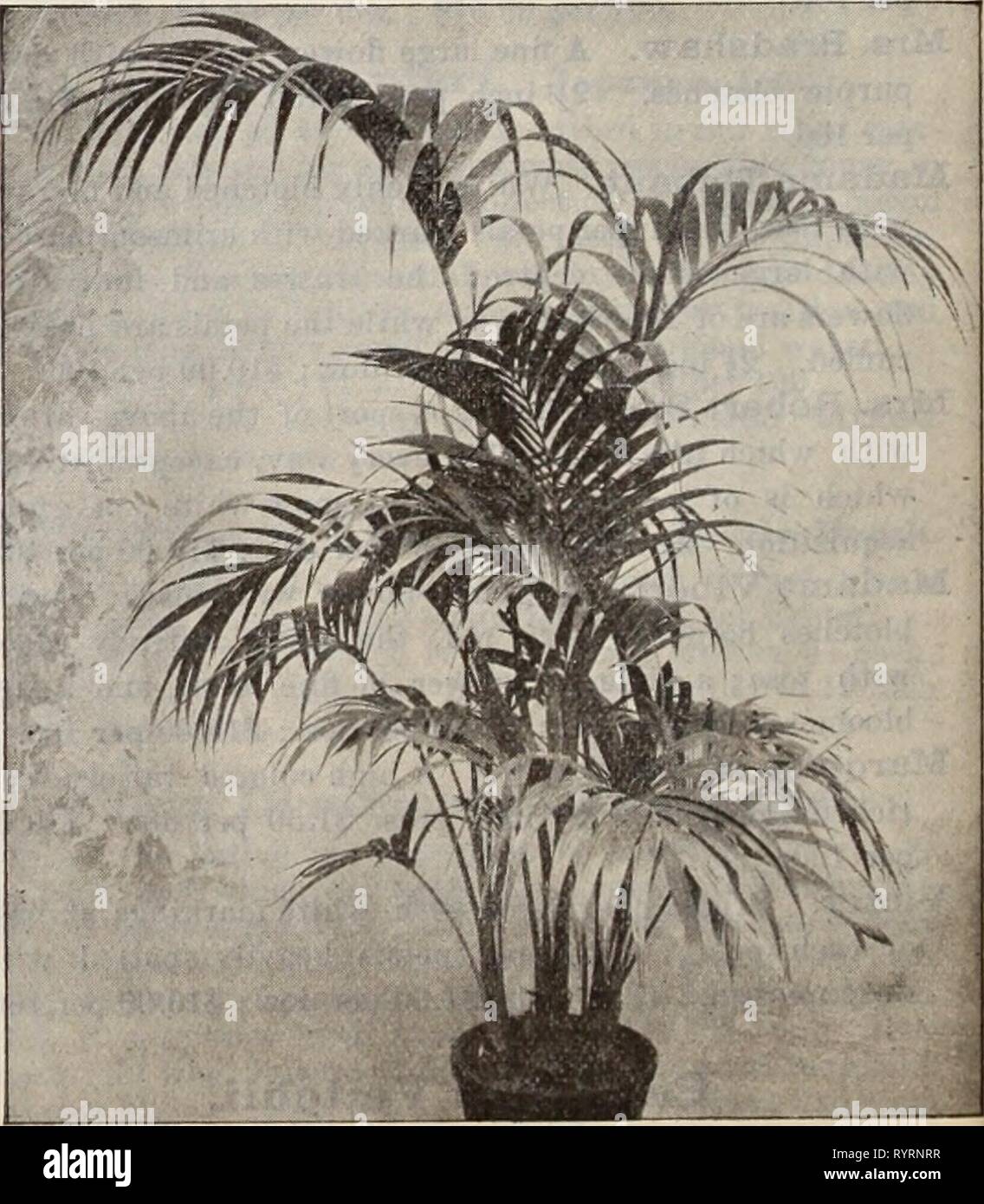 Dreer's wholesale price list  Dreer's wholesale price list / Henry A. Dreer. . dreerswholesalep1898dree Year:   Areca Ldtkscens. Areca Lutescens. We offer a fine lot of clean thrifty plants of this graceful and popular variety. Inch pots. Height. Per doz. Per 100 Per 1000 2 $ I 00 $ 6 00 $50 00 3 (2 plants in a pot.) 12 to 15 ins. I 25 10 00 90 00 5 20 to 24 ' 6 00 50 00 6 Very bushy. 28 to 30 ' 12 00 100 00 Each. Dozen. y a it 32 to 36 ' I 50 18 00 8 ' 36 to 42 ' 2 50 30 00 8 ' 42 to 48 ' 3 00 36 00 9 Heavy single plants. 48 to 60 ' 6 00 Caryota LIrens. (Fish Tail Palm.) 2^ inch pots, $1.00 p Stock Photo
