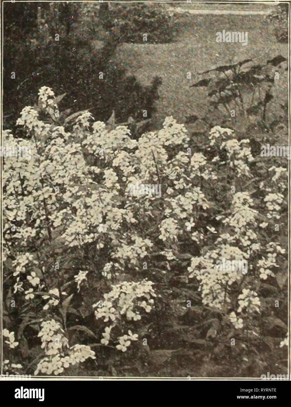 Dreer's mid-summer catalogue 1912 (1912) Dreer's mid-summer catalogue 1912 . dreersmidsummerc1912henr Year: 1912  SWEET WILLIAM Schizanthus. Butterfly or Fringe Flower. This 's. one of the airiest and daintest flowers imasinable, they make admirable pot plants for the house, and are charming for window boxes in winter. For this purpose sow in the autumn. Per pkt. Dwarf Large=&gt;flowered. Compact pyramidal plants a foot high, literally covered with large, beautiful orchid-like flowers in a bewildering range of color. J^ oz., 50 cts. ... 15 Wisetonensis. Largely used as a pot plant for the hous Stock Photo
