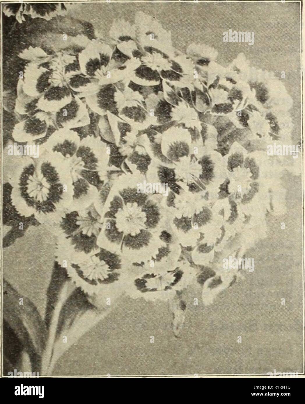 Dreer S Mid Summer Catalogue 1912 1912 Dreer S Mid Summer Catalogue 1912 Dreersmidsummerc1912henr Year 1912 Henry A Dreer Philadelphiaaflower Seeds 41 Sweet William Schizanthus Butterfly Or Fringe Flower This S One Of The Airiest