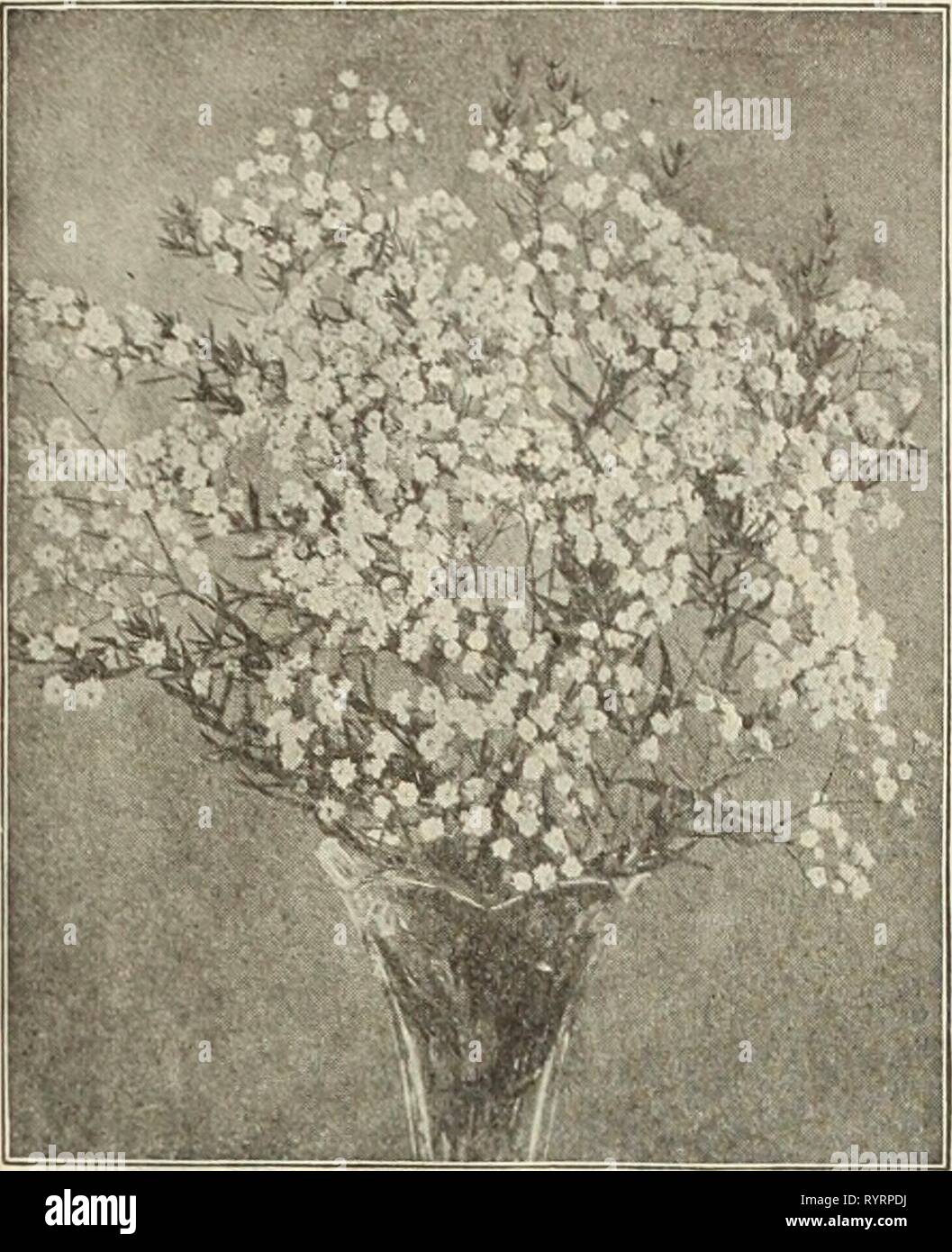 Dreer's wholesale price list  Dreer's wholesale price list : seeds, plants, bulbs, etc . dreerswholesalep1913henr 1 Year: 1913  HENRY A. DREER, PHILADELPHIA, PA., WHOLESALE PRICE LIST 45 Eupatorium. Per doz. Per lOO Ag:eratoldes. 3'4-inch pots *' ?5 tfi 00 Coelestlnum. Maculatum. 3-inch pots 4-inch pots . 85 85 Euphorbia (Milk Wort). I Corollata. Strong roots 85 Cyparisslas 1 50 Polychroma. 4-inch pots 1 50 Hardy Ferns. Adiantum Pedatum (Hardy Maiden Hair) 1 50 Aspldlum Acrosticholdes (Wood Ferni 85 Marginale 1 00 aoldlanum (Shield Fern) 1 50 Nova boracense 85 Asplenlum Fellx-foemina 1 08 Crag Stock Photo