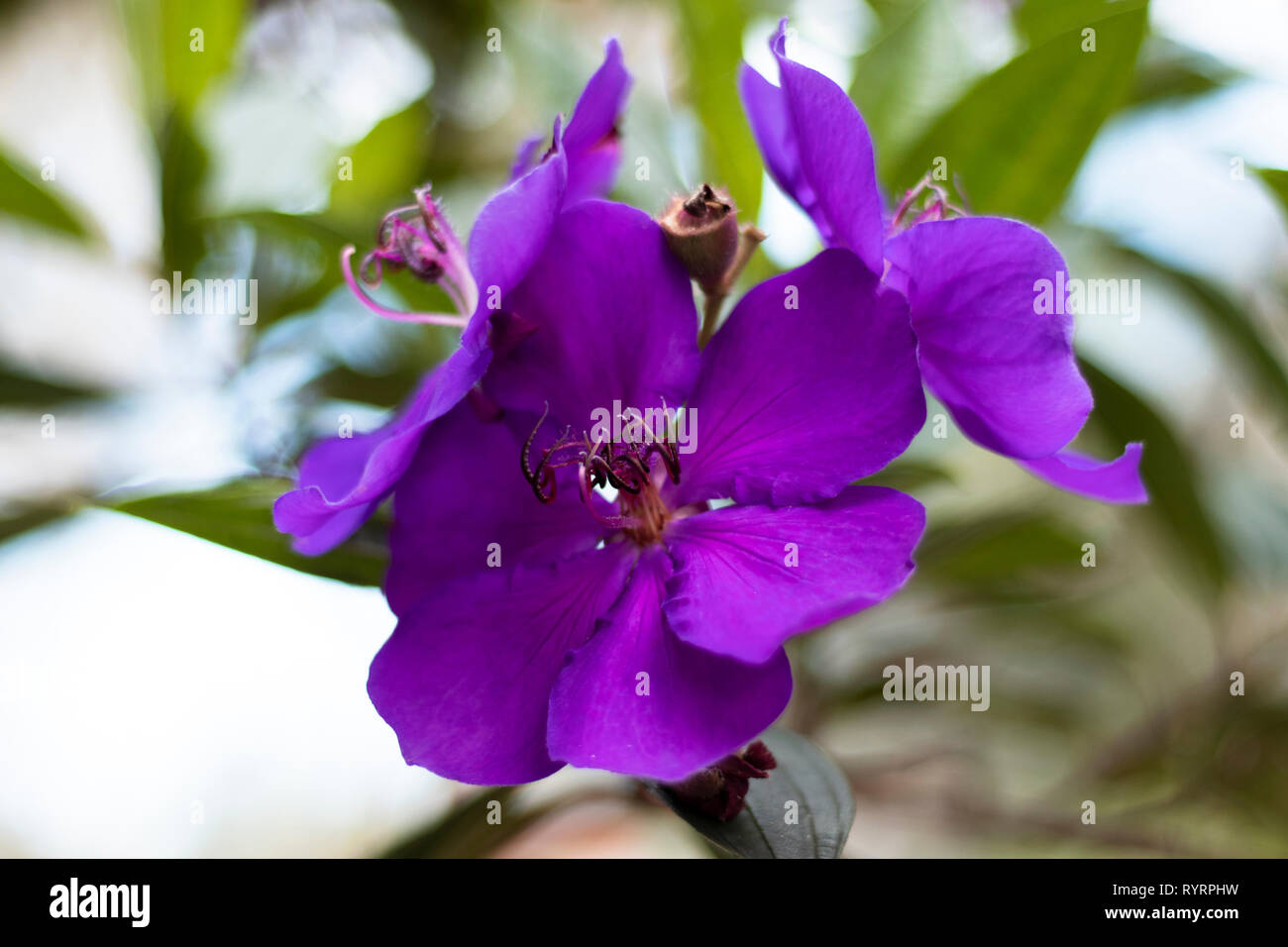 Small garden purple blooms hires stock photography and images Alamy