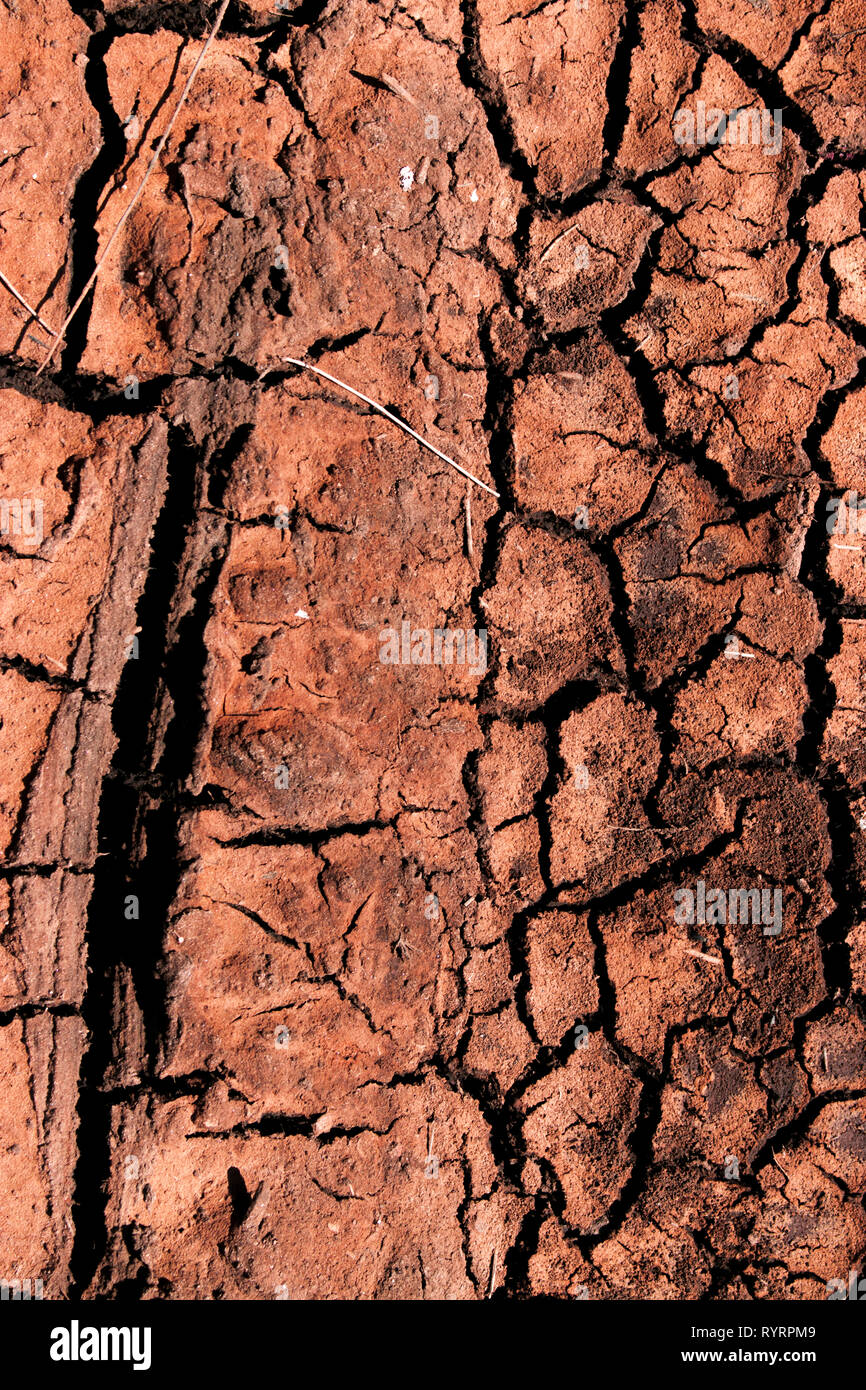 outback dirt. cracked mud ground. Stock Photo