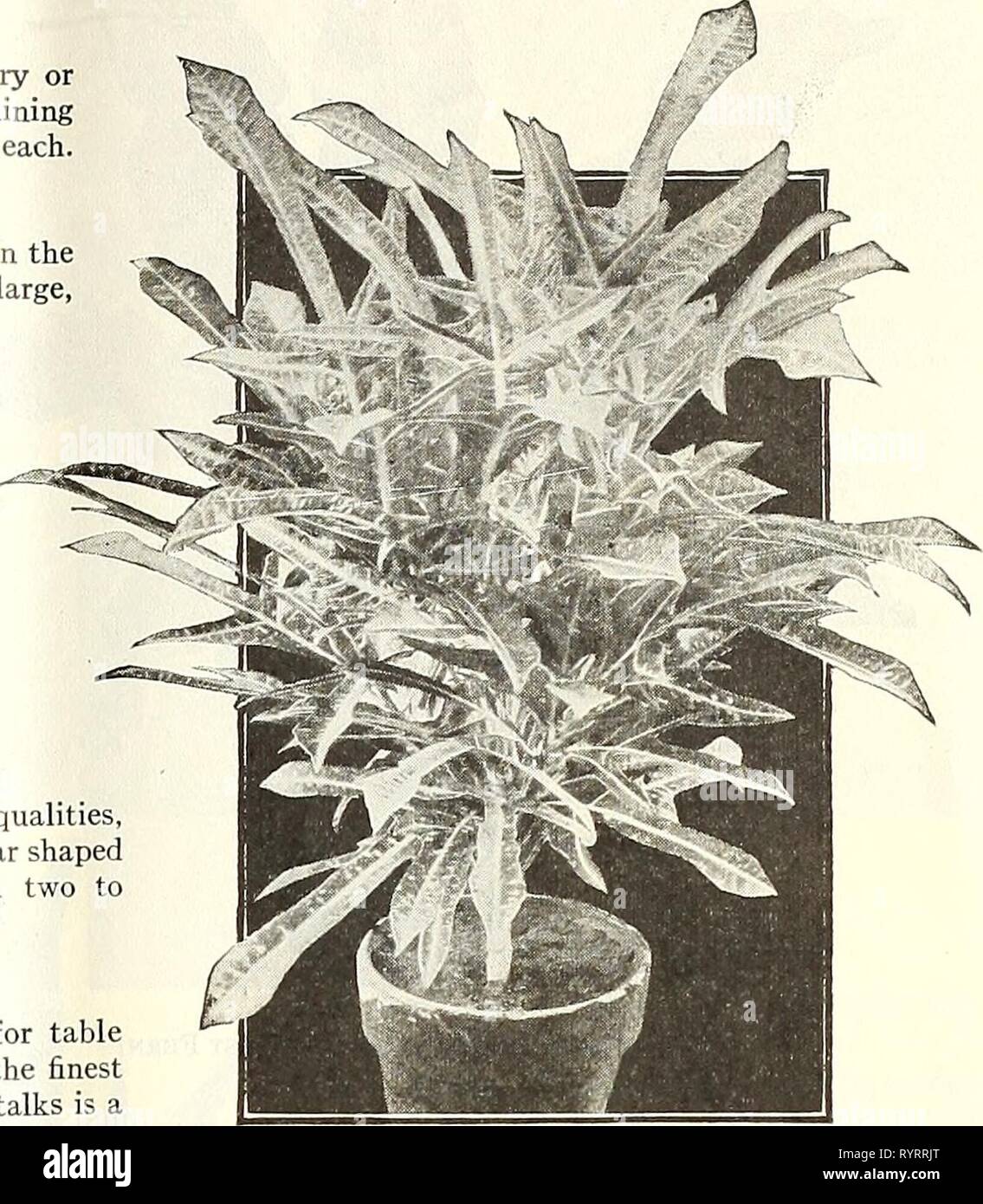 Dreer S Mid Summer List 1928 1928 Dreer S Mid Summer List 1928 Dreersmidsummerl1928henr Year 1928 Select List Of Decorative Plants For House And Conservatory Aglaonema Costatum A Dwarf Growing Aroid Suitable For The Conservatory Or Candidates are advised to also go therefore, candidates will get admission in iti diploma courses in various trades. alamy