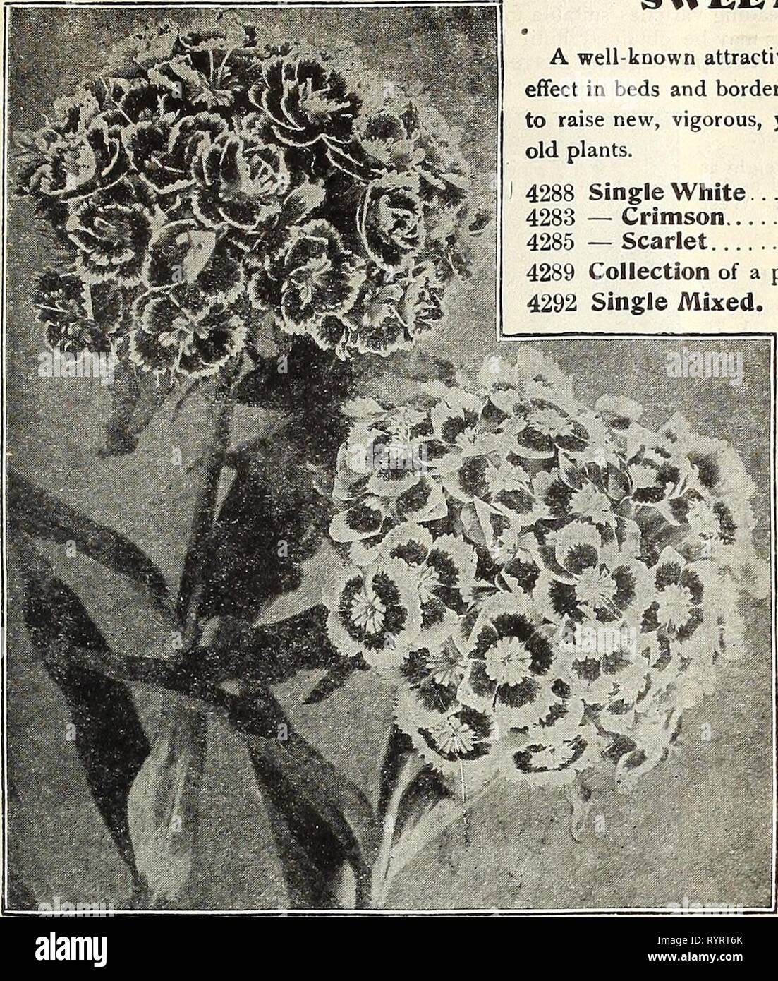 Dreer's mid-summer catalogue 1916 (1916) Dreer's mid-summer catalogue 1916 . dreersmidsummerc1916henr Year: 1916  HENRY A. DREER, PHILADELPHIA—FLOWER SEEDS 55    Double and Single Sweet William. TRITOMA. (Red-hot Poker, Flame Flower, or Torch Lily.) PER PKT. 4330 Hybrida. The introduction of new, continuous flow- ering Tritomas has given them a prominent place among hardy bedding plants. It is not generally known that they are readily grown from seed. The seed we offer has been saved from our own collection, which is undoubtedly tiie finest in this country. Of course, for immediate results it  Stock Photo