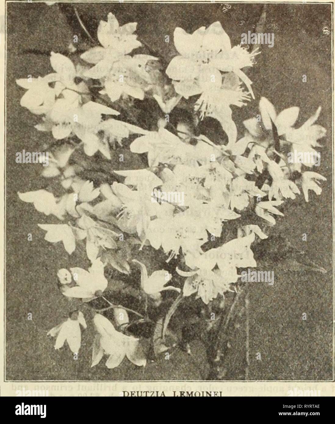 Dreer's wholesale price list  Dreer's wholesale price list : seeds, plants, bulbs, etc . dreerswholesalep1913henr 1 Year: 1913  HENRY A. DREER, PHILADELPHIA* PA., WHOLESALE PRICE LIST 55 Rhododendron Punctatum. A distinct native species of compact spreading habit, splendid for exposed positions, being- absolutely hardy, producing masses of medium sized purplish-rose colored flowers. 75 cts each. Golden Variegated Privet. ( Li&lt;;ustrum Ovalifolium Aureum.) A fine lot of bushy plants of this useful, ornamental, golden variegated shrub, 18 to 24 inches high. $2.00 per doz.: $15.00 per 100. New  Stock Photo