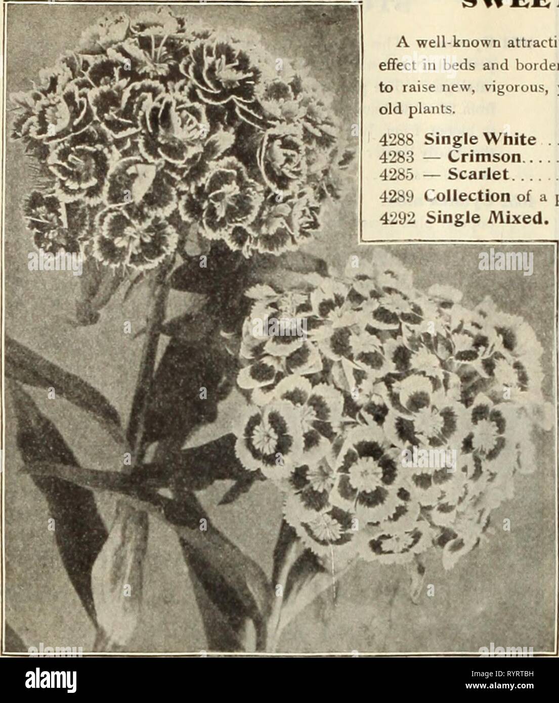 Dreer's mid-summer catalogue 1915 (1915) Dreer's mid-summer catalogue 1915 . dreersmidsummerc1915henr Year: 1915  56 HENHY A. DREER, PHILADELPHIA—FLOWER SEEDS    Double and Singlh Swekt William. TRITOMA. (Red-hot Poker, Flame Flower, or Torch Lilv.)   rp.ii PKT. 4330 Hybrida. The intrtxiiiclion of new, continuous flow- ering Tritomas has given them a prominent place among hardy bedding plants. It is not generally known that they are readily grown from seed. The seed we offer has been saved from our own collection, which is undoubtedly the finest in this country. Of course, for immediate result Stock Photo