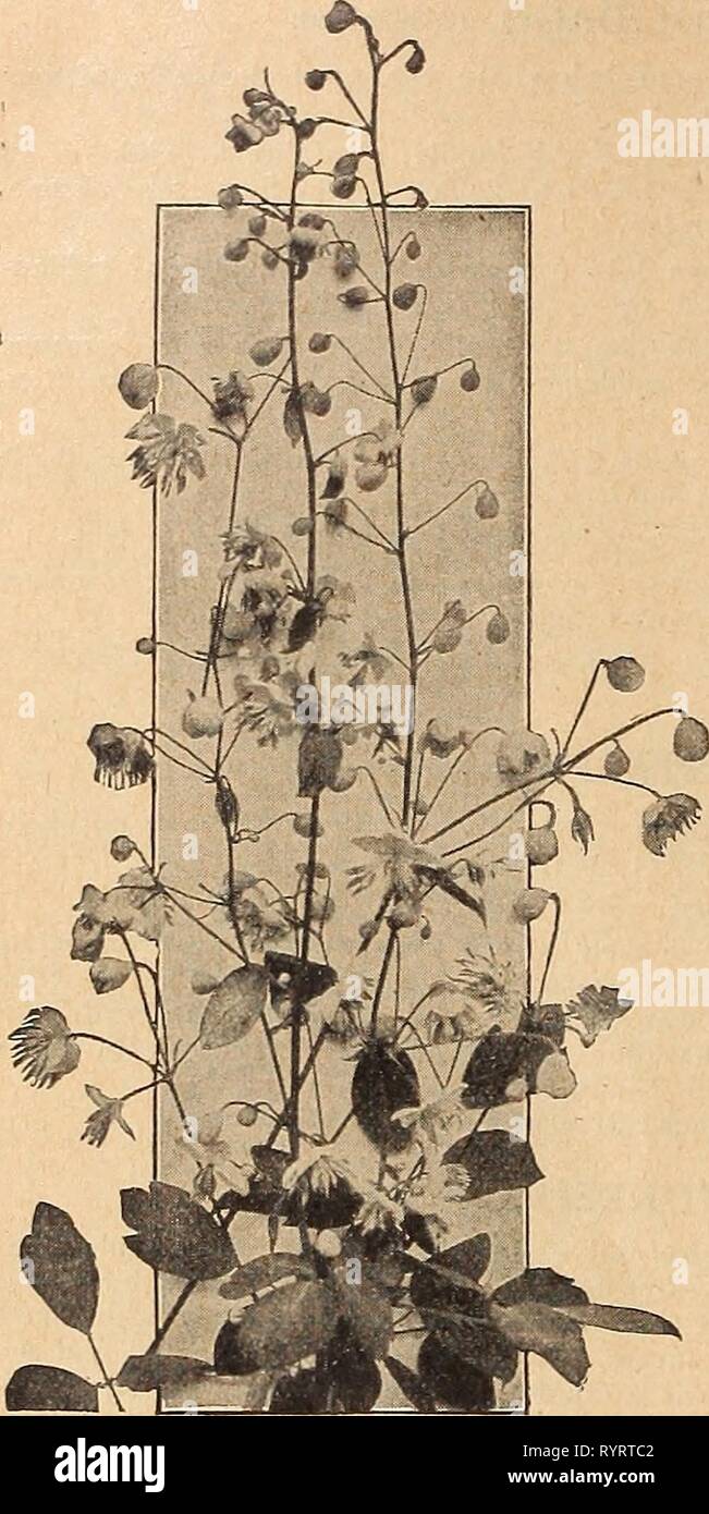 Dreer's mid-summer list 1919 (1919) Dreer's mid-summer list 1919 . dreersmidsummerl1919henr Year: 1919  52 HENRY A. DREER, PHILADELPHIA—HARDY PERENNIAL PLANTS    Thalictrum Dipterocarpum VERONICA (SpeedweU) Amethystina. Amethyst-blue flowers in June and July; 2 feet. Incana. Bright silvery foliage, with spikes of amethyst-blue flowers; July and August; 1 foot. Maritima. Long spikes of blue flowers from July to September; 2 feet. Repens. A useful rock or carpeting plant with light blue flowers. Spicata. An elegant border plant, growing about 1^ feet high, pro- ducing long spikes of bright blue  Stock Photo