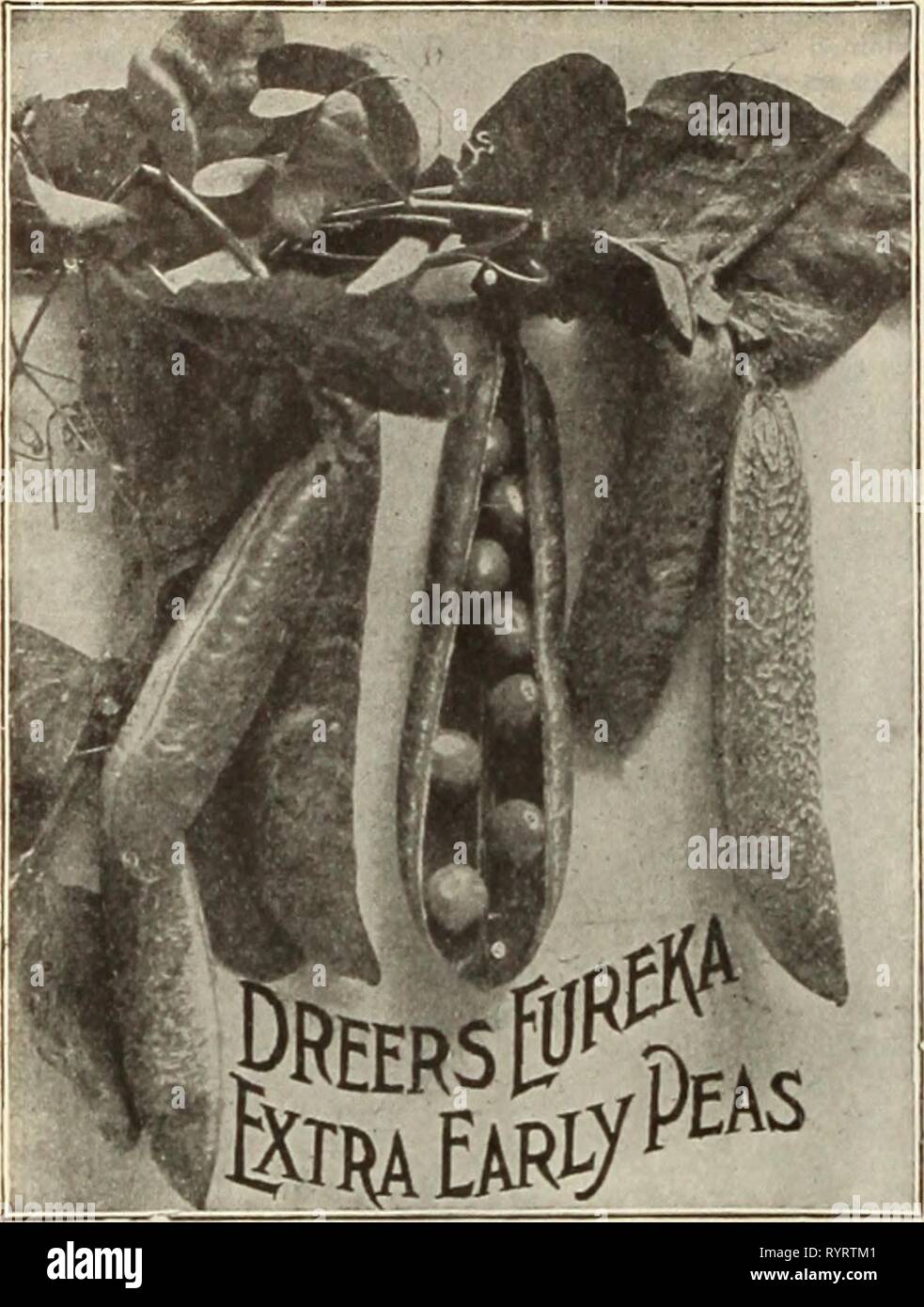Dreer's mid-summer catalogue 1915 (1915) Dreer's mid-summer catalogue 1915 . dreersmidsummerc1915henr Year: 1915  58 HENRY A. DREER, PHILADELPHIAâVEGETABLE SEEDS    PARSLEY. I'k-t. Oz. J-lb. Dreer's Dwi. Perfection 10 35 $1 00 Dreer's Summer Green 5 Dwf. Ex. C'led Perpetual 5 Champion Moss Curled 5 Half Curled.... 5 Fern Leaved 5 10 15 15 15 15 Lb. $3 50 1 00 1 25 1 25 1 25 1 25 PEAS. Plant everi/ two iree/.s until August. Prices for Peas of all kinds are for same by express or freight at purchaser's expense. If wanted sent by Parcel Post add as followst To points East of Mississippi River, 8  Stock Photo