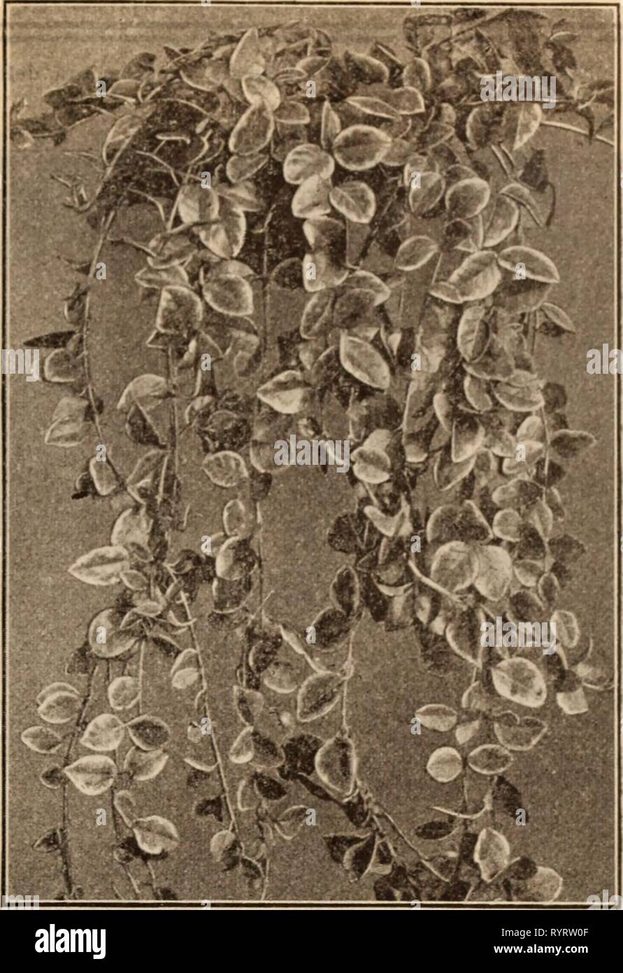 Dreer's wholesale price list  Dreer's wholesale price list / Henry A. Dreer. . dreerswholesalep1912dree Year:   HENRY A. DREER, PHILADELPHIA, PA., WHOLESALE PRICE LIST 53 Tiarella (Foam Flower). Per doz. Por 100 Cordifolia. 3-inch pots $1 25 $8 00 Purpurea Major. 4-inch pots 125 8 00 Tradescantia (Spiderwort). VIrKinica. 4-inch pots 85 6 00 ^' Alba. 4-inch pots 85 6 00 Flore Plena. 4-inch pots 100 7 00 Tricyrtis (Japanese Toad Lily). HIrta. 3-inch pots 125 800 Macropoda Striata. 3-inch pots 1 50 10 00 Trillium (Wood Lily, or Wake Robin). Erectum. 3-inch pots 75 5 00 Grandiflorum. 3-inch pots 7 Stock Photo