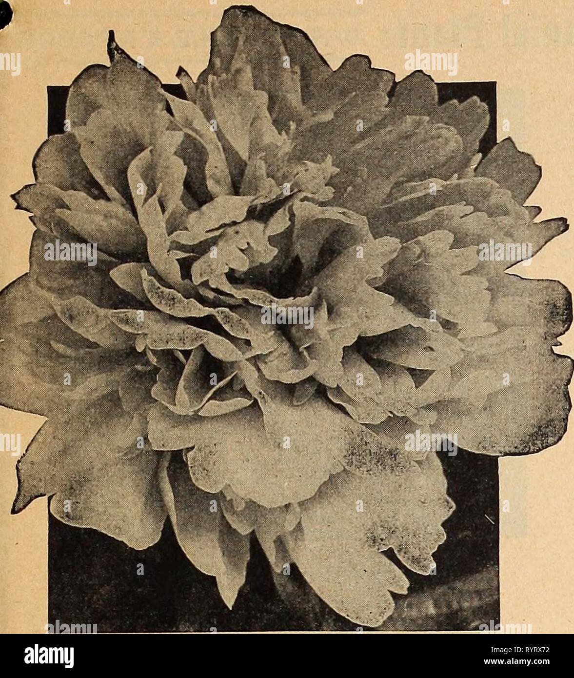 Dreer's wholesale catalog for florists Dreer's wholesale catalog for florists and market gardeners : 1942 winter spring summer . dreerswholesalec1942henr Year: 1942  Double Herbaceous Peony Double Herbaceous Peonies Each Per 100 Baroness Schroeder (9.0). A tall mid- season Peony with large, globular, flesh white blooms $0 43 $40 00 Edulis Superba (7.6). This is the only Peony offered that is rated under 8, and there is no reason why it should carry this low rating as it is really a good Peony—early, free-flowering, and a fine cutflower in the dark pink class 21 18 00 Felix Crousse (8.4). Late  Stock Photo
