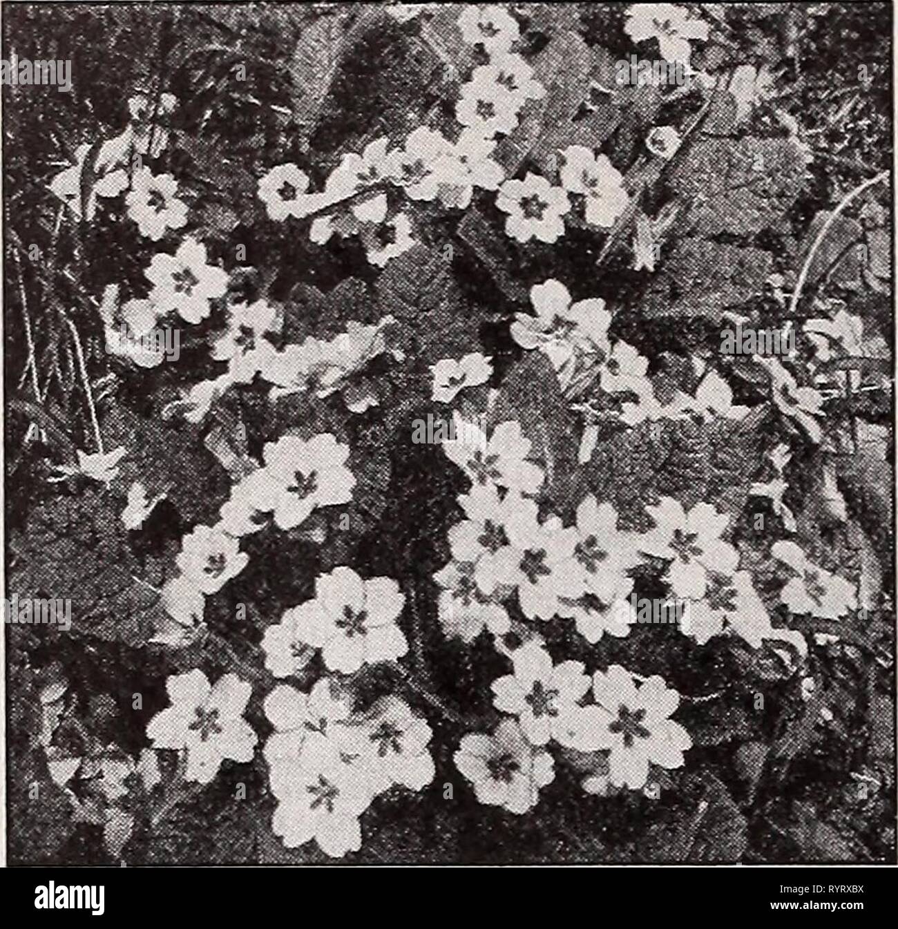 Perennial Wonder: Do Primroses Return Year After Year?