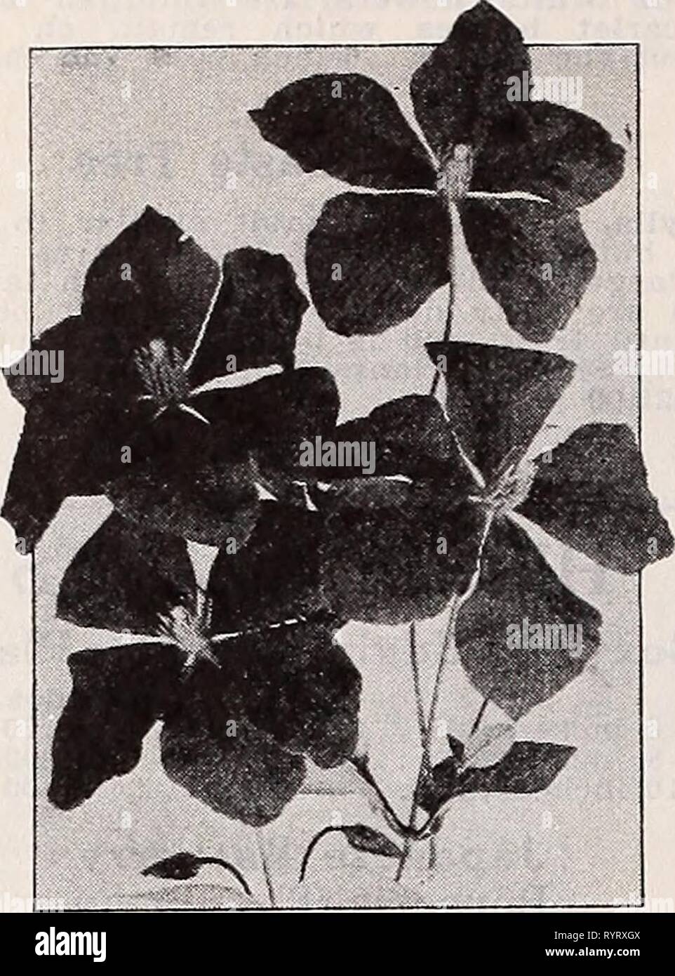 Dreer's wholesale catalog for florists Dreer's wholesale catalog for florists and market gardeners : 1939 winter spring summer . dreerswholesalec1939henr Year: 1939  henry a. dreer Hardy Vines and Climbers wholesale catalog Clematis paniculata Japanese Virgin's Bower Strong two-year-old plants. $3.00 per doz.; $20.00 per 100.    Clematis Jackmani Large Flowering Clematis Duchess of Edinburgh. Double white. Henryi, Large single creamy white. Jackmani. Rich purple. Mine. Edouard Andre. Carmine. Two-year-old plants: GOc each. Euonymus Per doz. Per 100 Kadicans acutus coloratus. A strong growing v Stock Photo