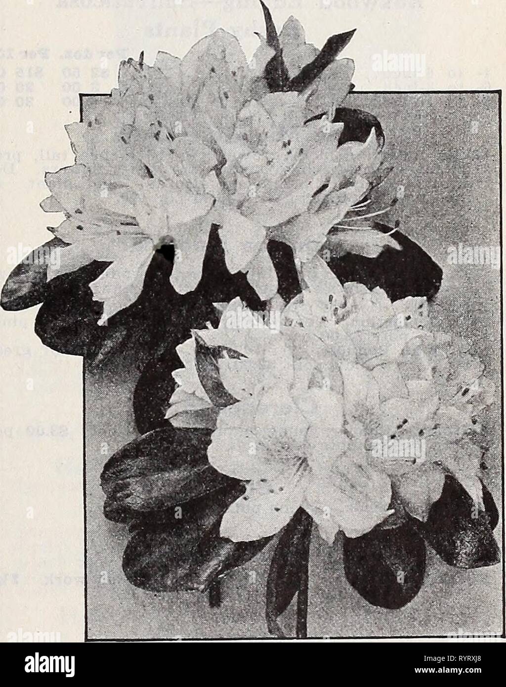 Dreer's wholesale catalog for florists Dreer's wholesale catalog for florists and market gardeners : 1939 winter spring summer . dreerswholesalec1939henr Year: 1939  Agapanthus umbellatus Agapanthus Umbellatus. Strong plants in 6-inch pots. 75c each. Strong plants in 8-inch tubs, $2.50 each. Aglaonema Modestum (Chinese Evergreen). Showy rich green leaves. A choice house plant that may be grown in soil or in bowls filled with water. 2%%%%%%%%-inch pots $2.00 $io.OOÂ°per 10'0Â°Â° ^ 10Â°' 3'inÂ°h PÂ°tS' $3,Â°Â° per ^0Z-; AloysiaâLemon Verbena Citriodora. 3-inch pots $2.25 per doz.; $14.00 per 100 Stock Photo
