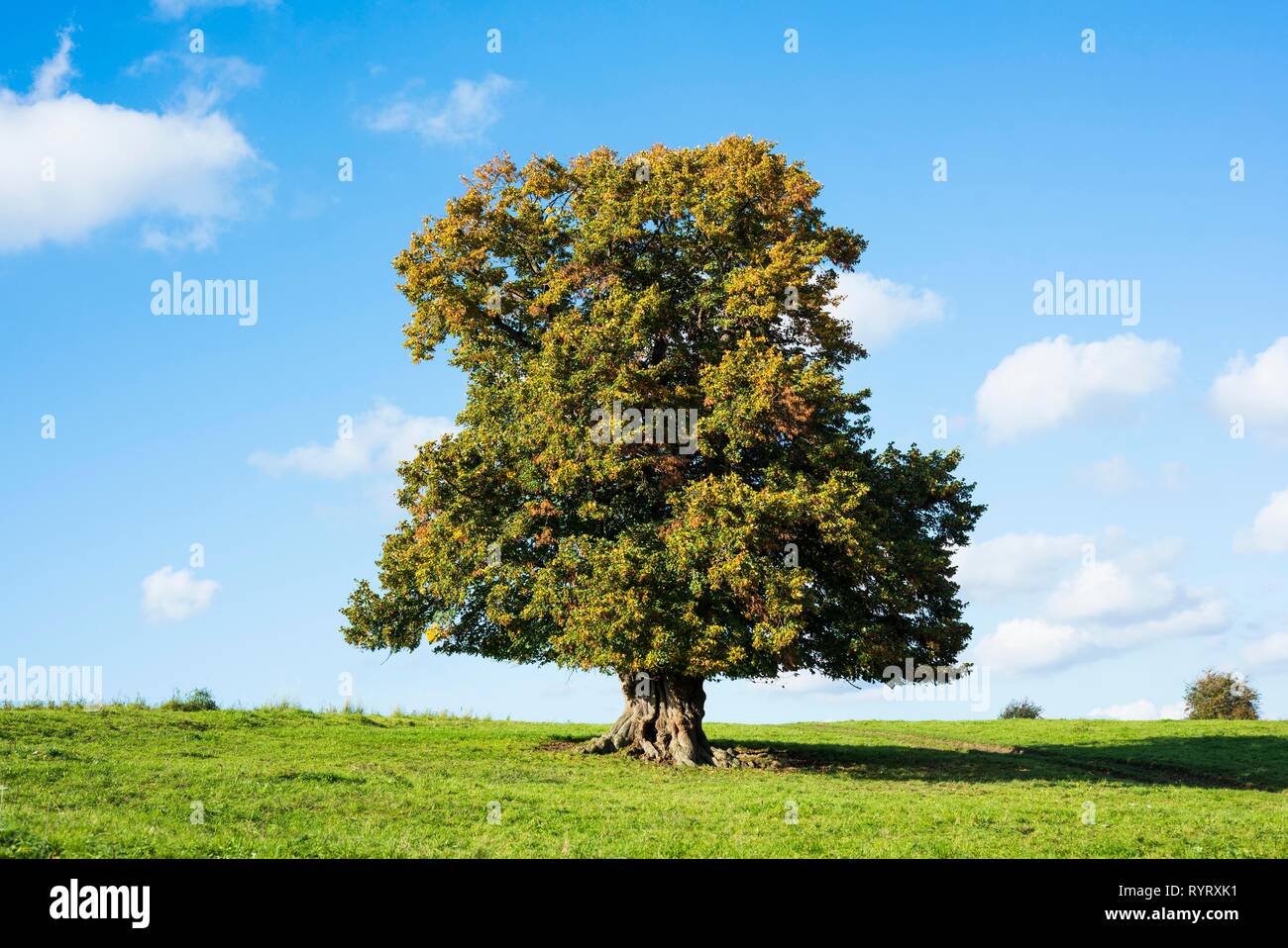 Botany tilia years hi-res stock photography and images - Alamy