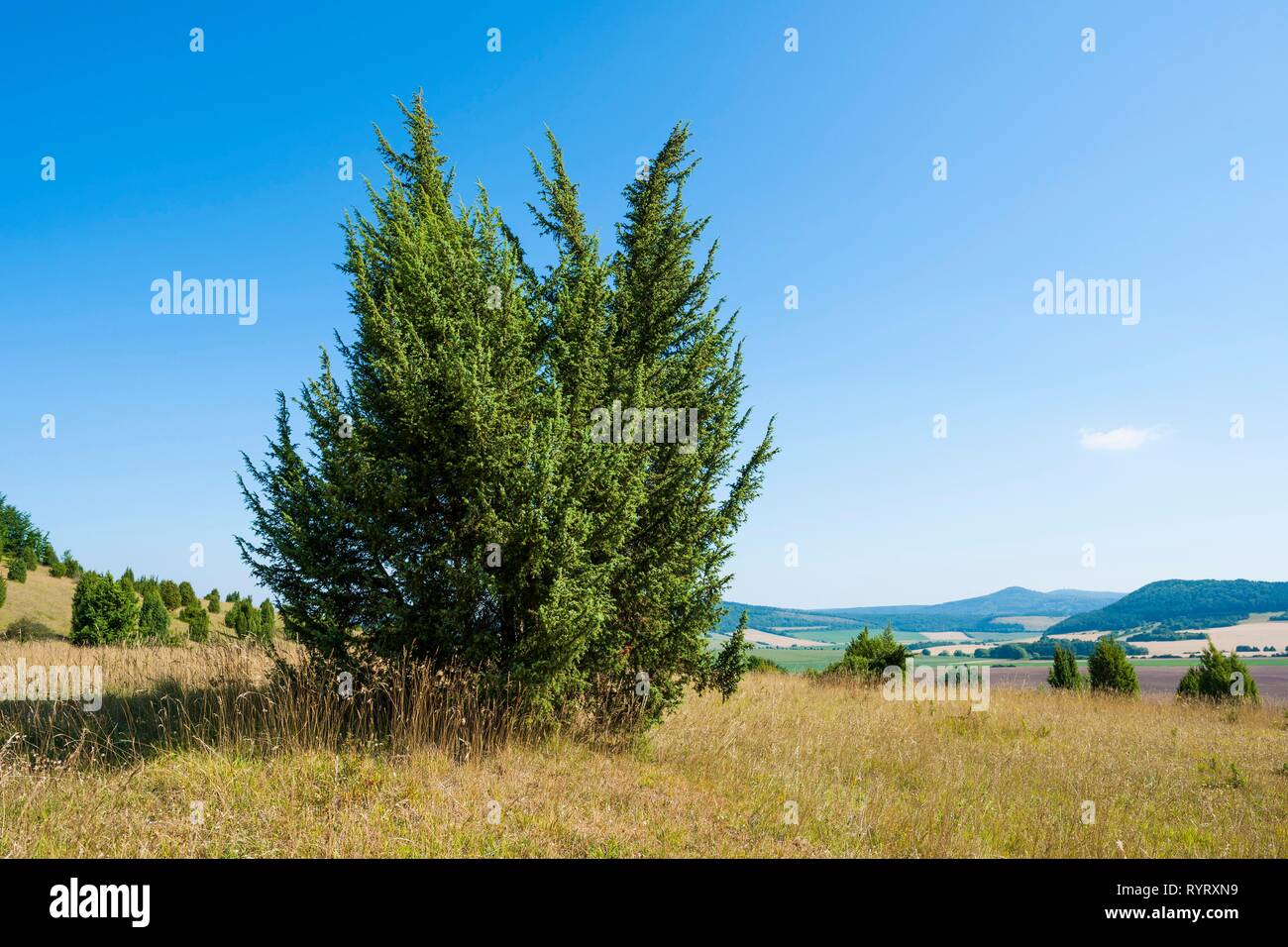 Common juniper (Juniperus communis), Wiesenthaler Schweiz nature reserve, Rhön Biosphere Reserve, Thuringia, Germany Stock Photo