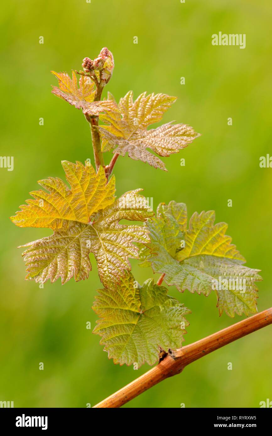 Leaves of a vine, Grape vine (Vitis vinifera), Baden-Württemberg, Germany Stock Photo